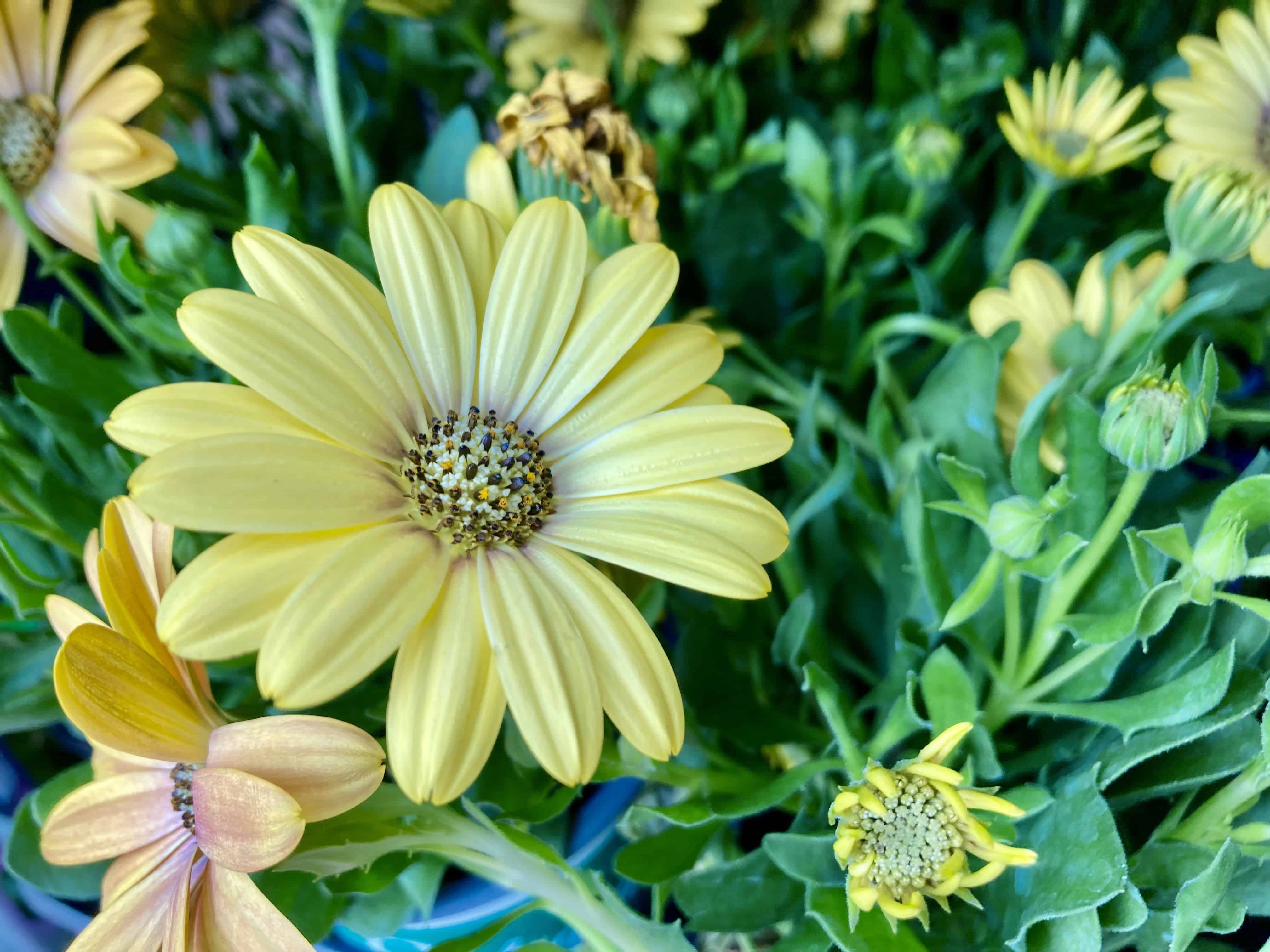 Daisy Bush — FOTD Dec 12