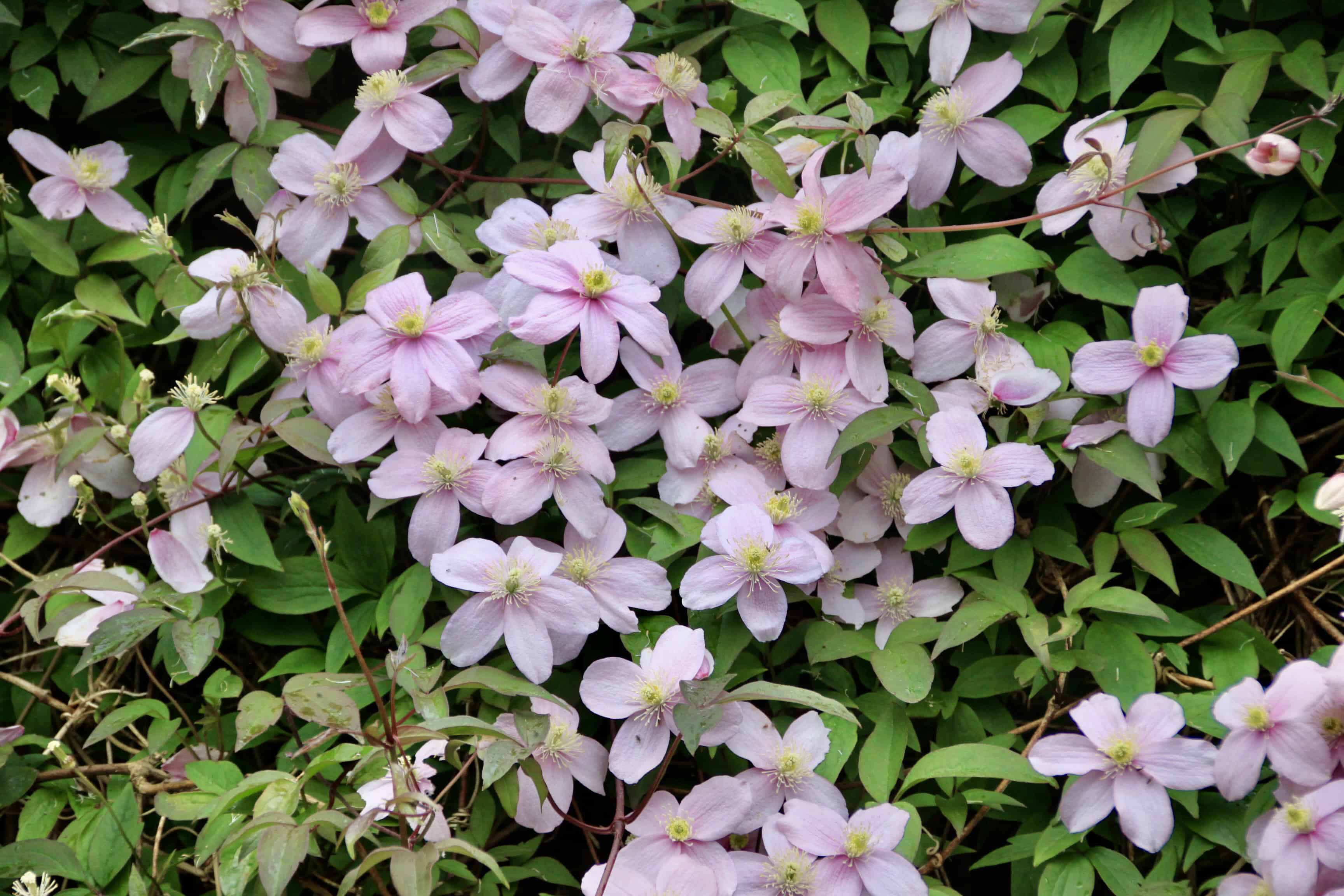 Clematis Anemone — FOTD Jan 21