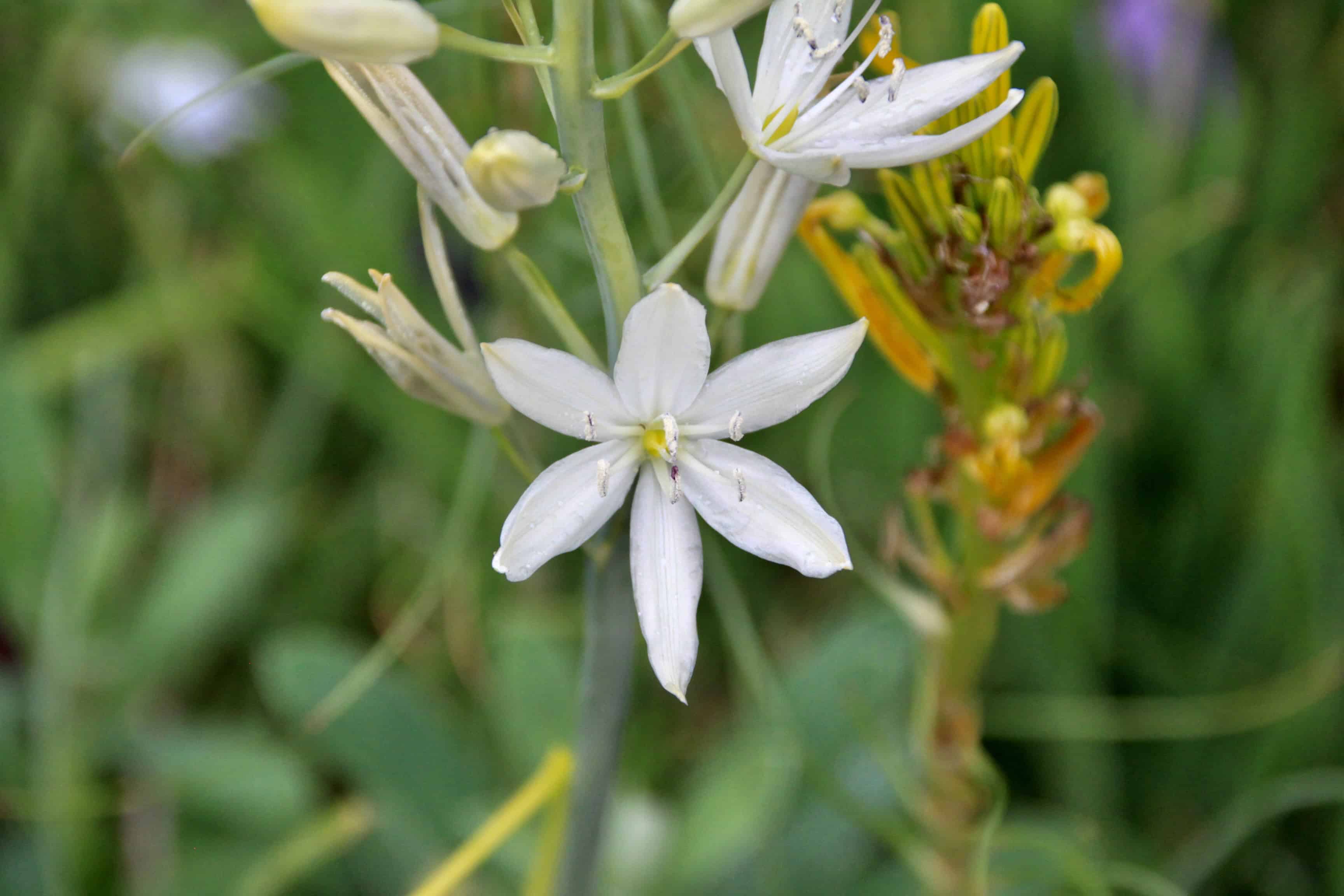 St Bernard’s Lily — FOTD Jan 04