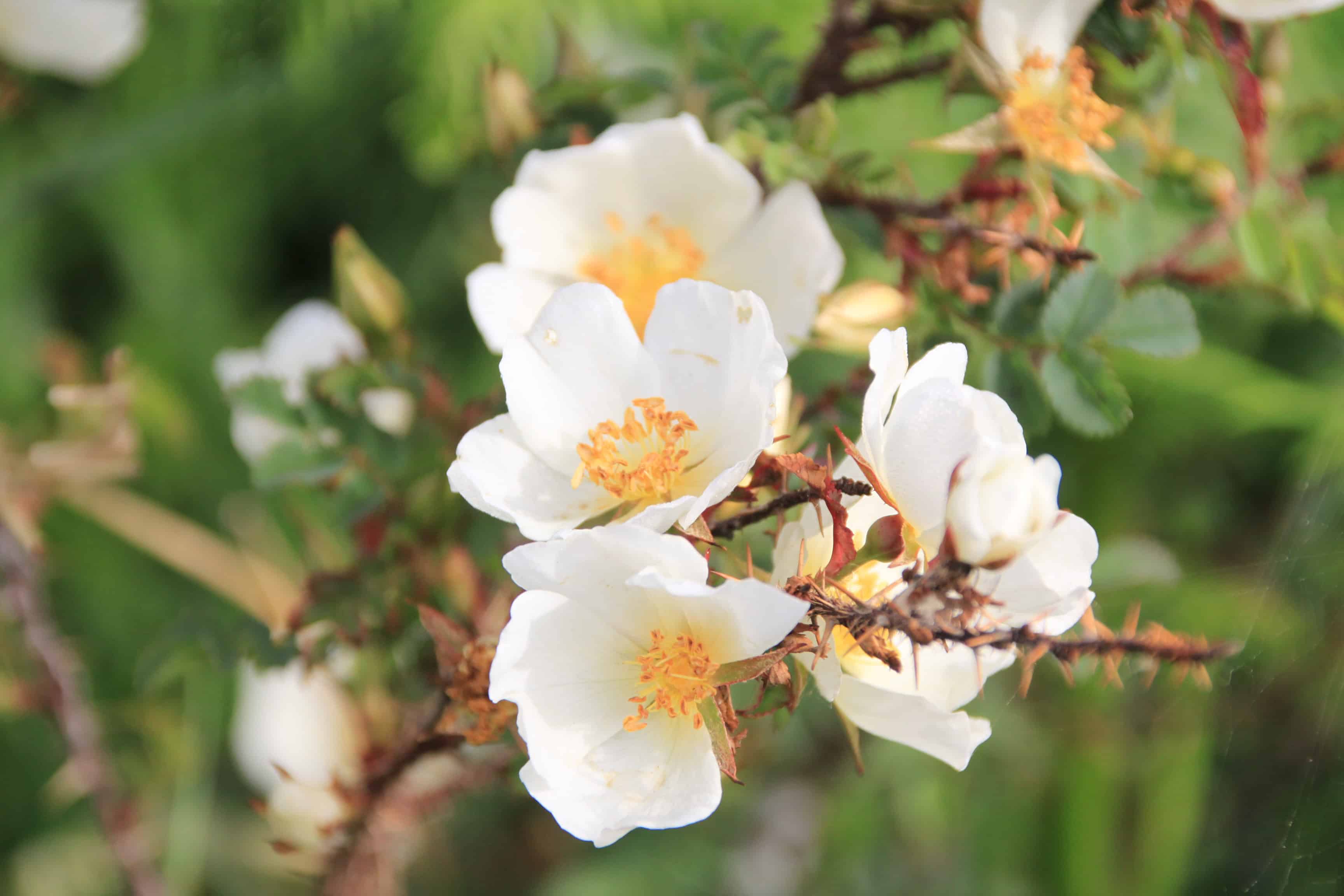 Burnet Rose — FOTD Jan 06
