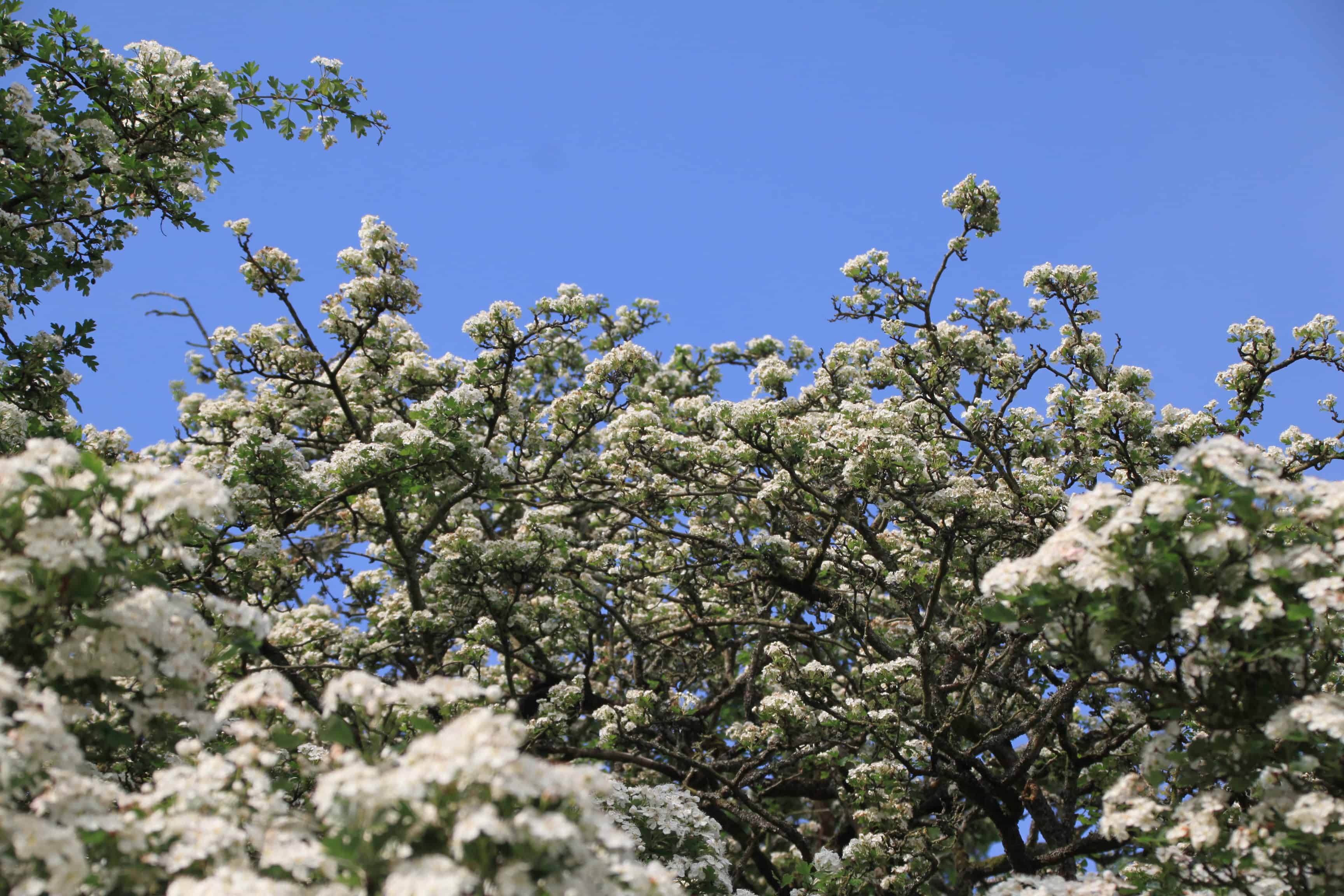 Hawthorn — FOTD Jan 07