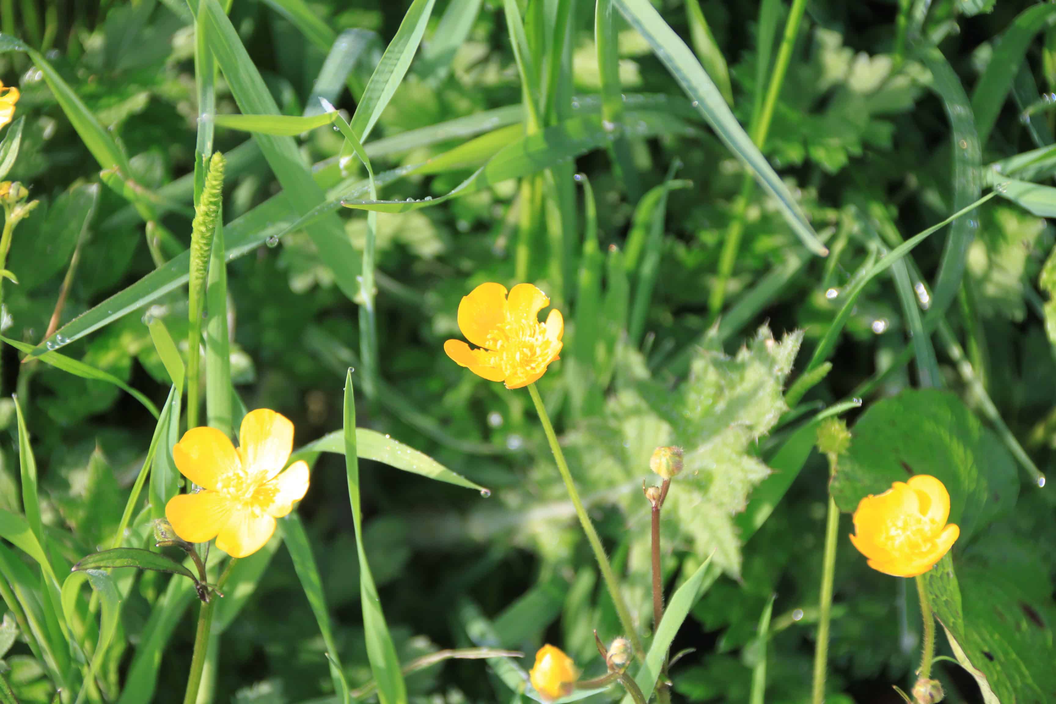Buttercups — FOTD Jan 09