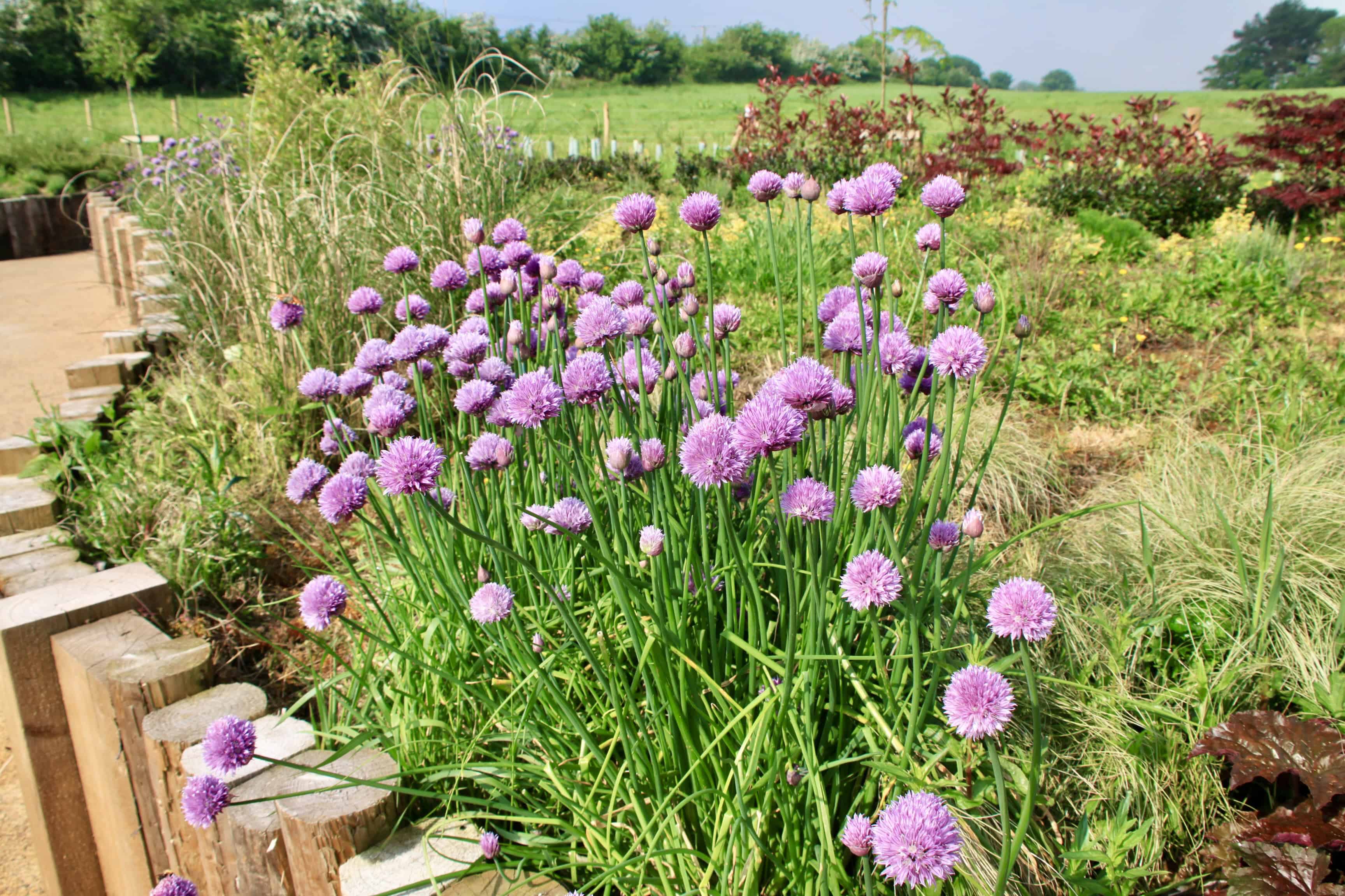 Chives — FOTD Jan 11