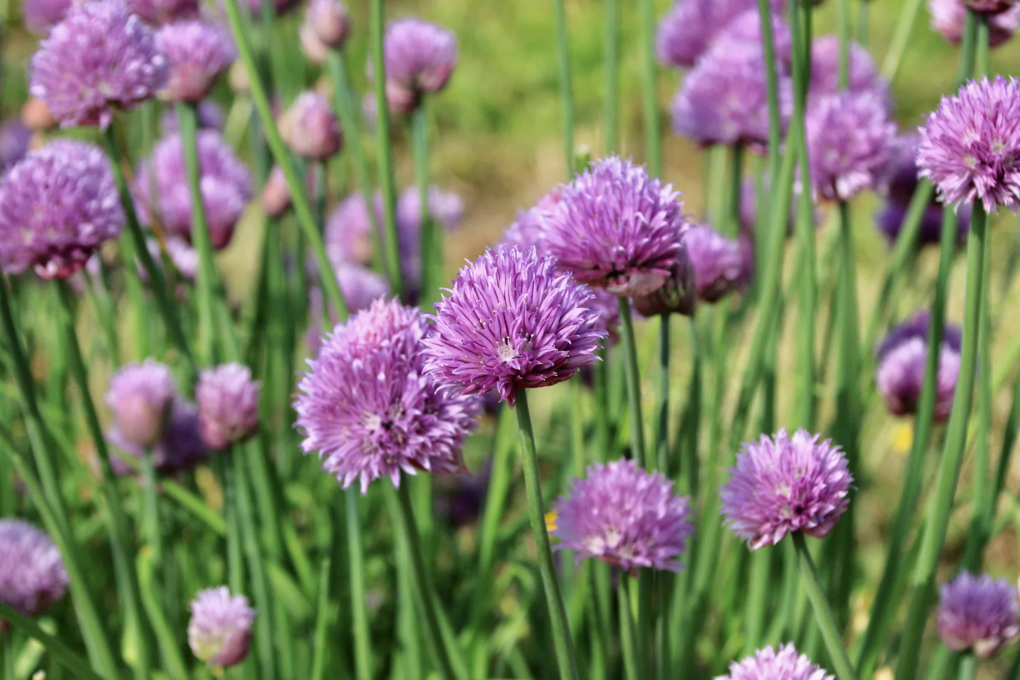 Chives — FOTD Jan 10