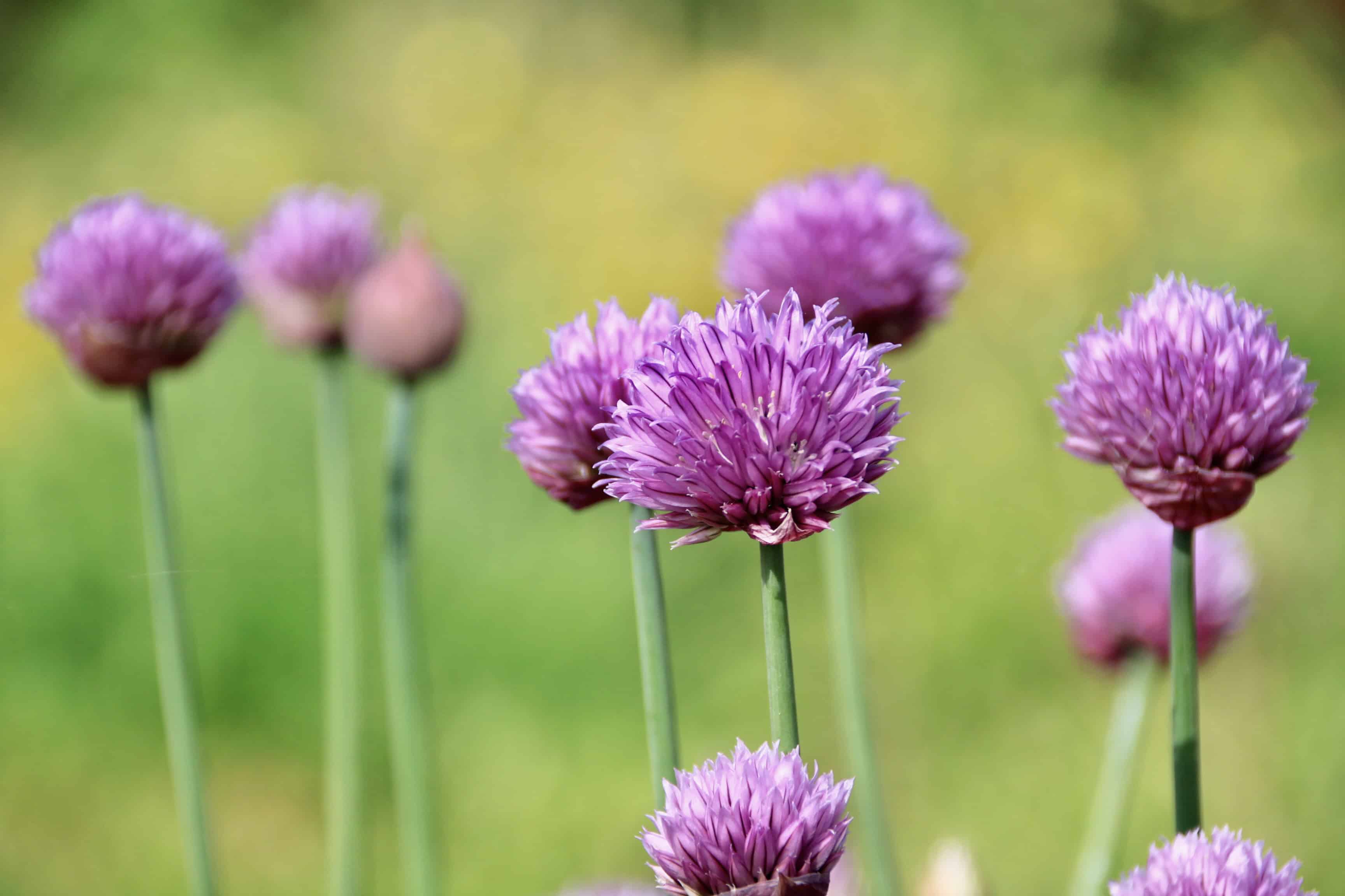 Chives — FOTD Jan 13