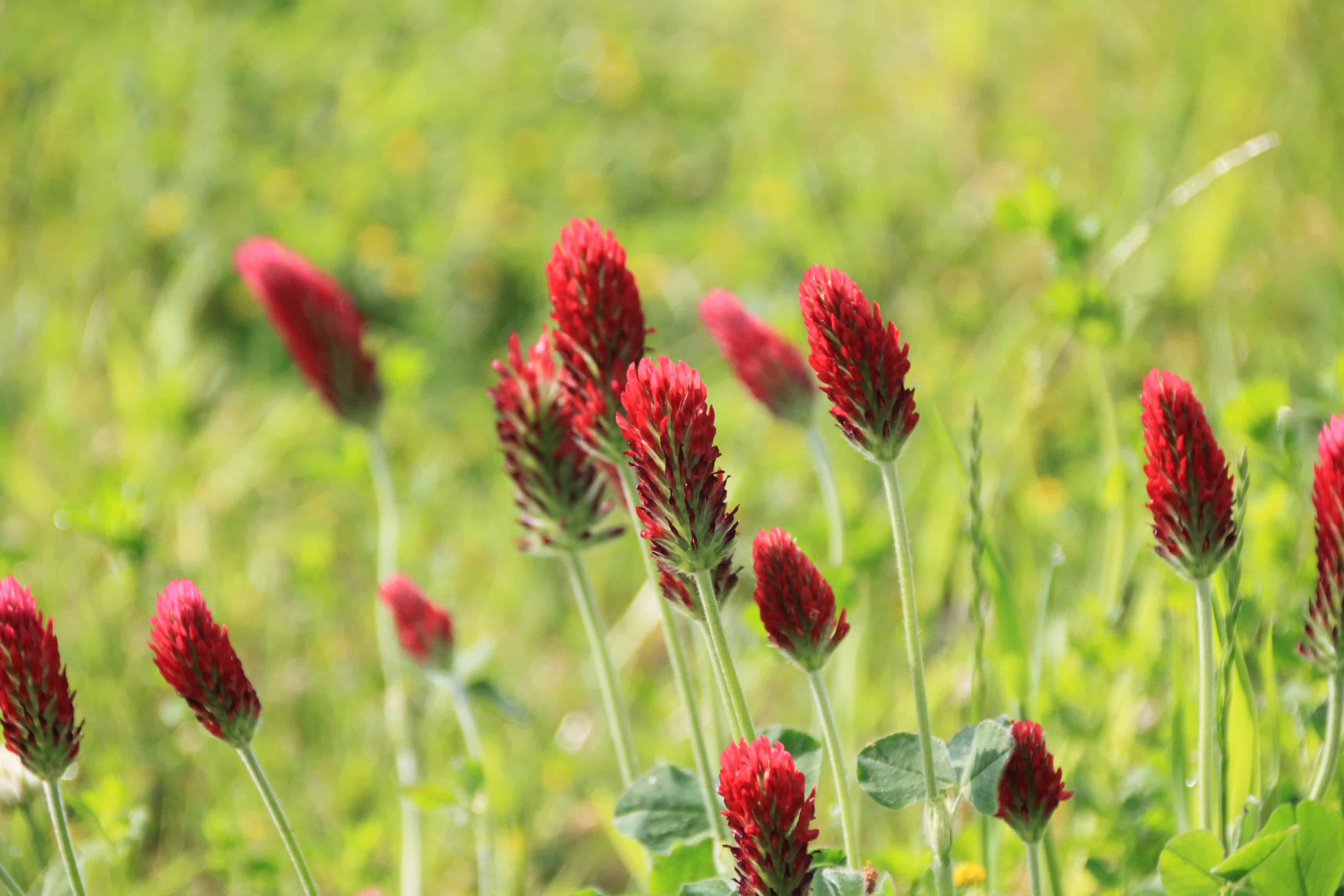 Red Clover — FOTD Jan 02