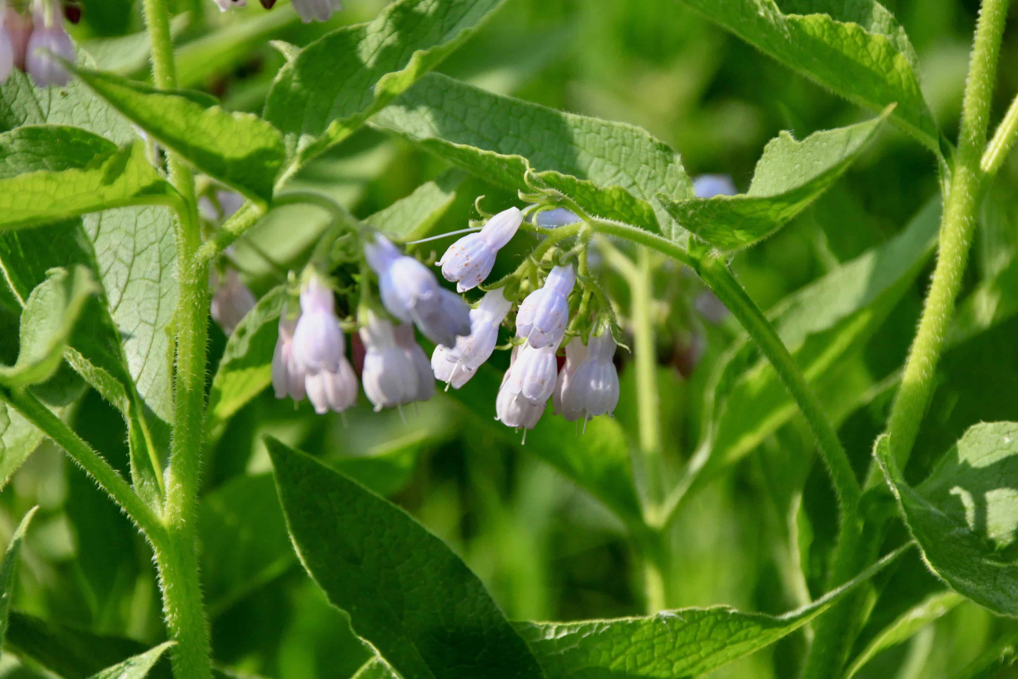 Common Comfrey — FOTD Jan 14