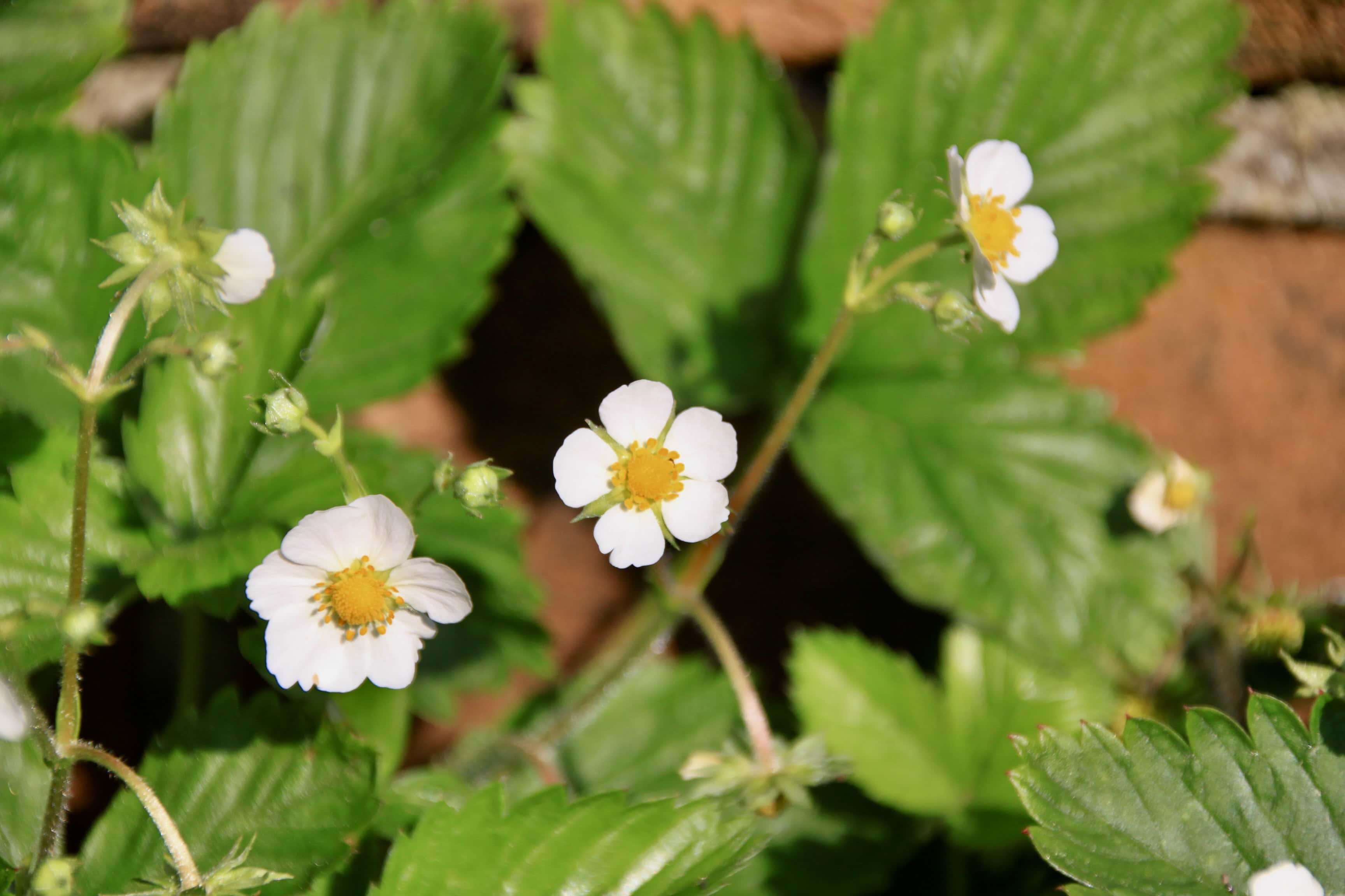 Strawberry Flowers — FOTD Jan 16