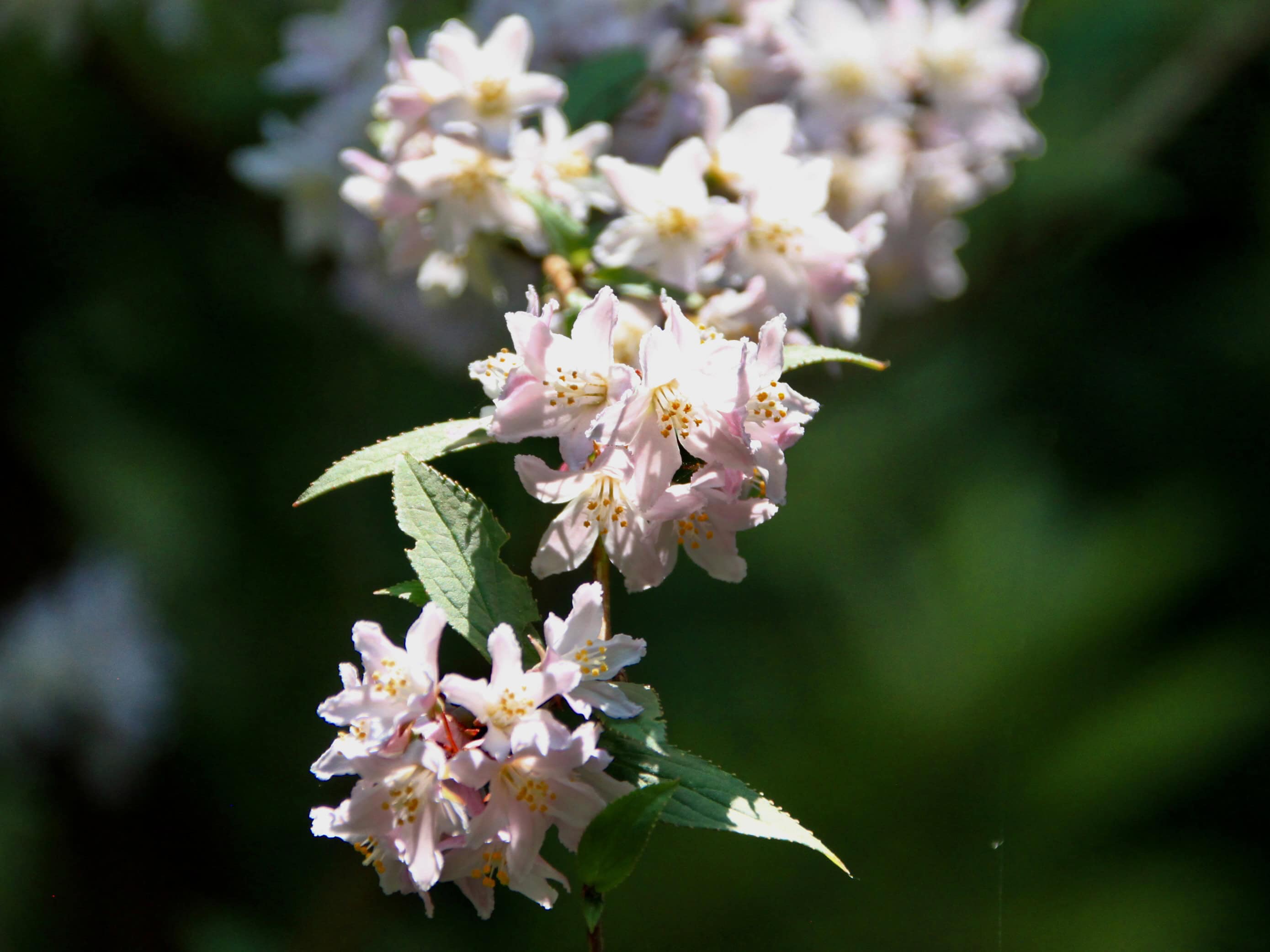 Fuzzy Deutzia — FOTD Jan 17