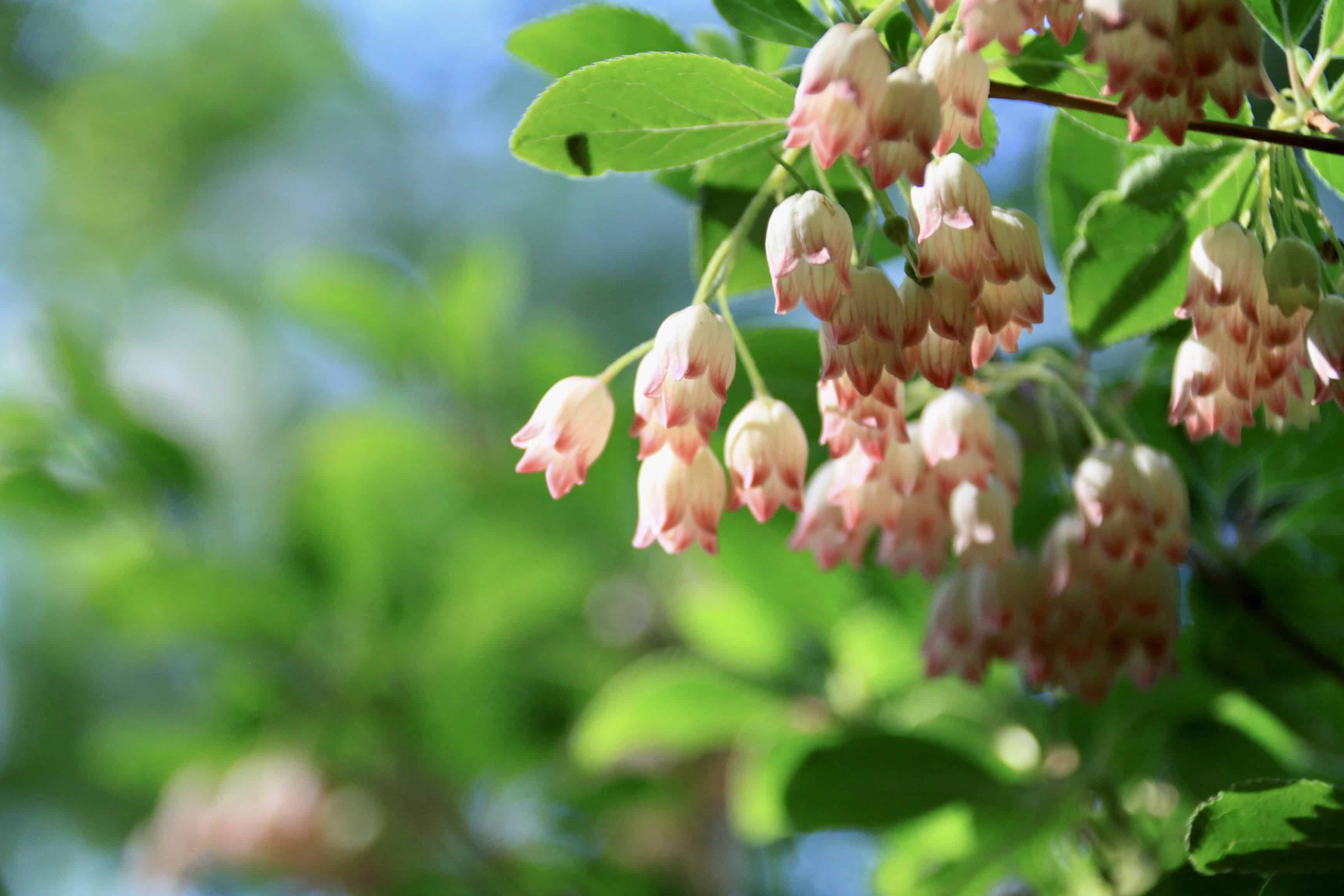 Vallea Stipularis — FOTD Jan 18