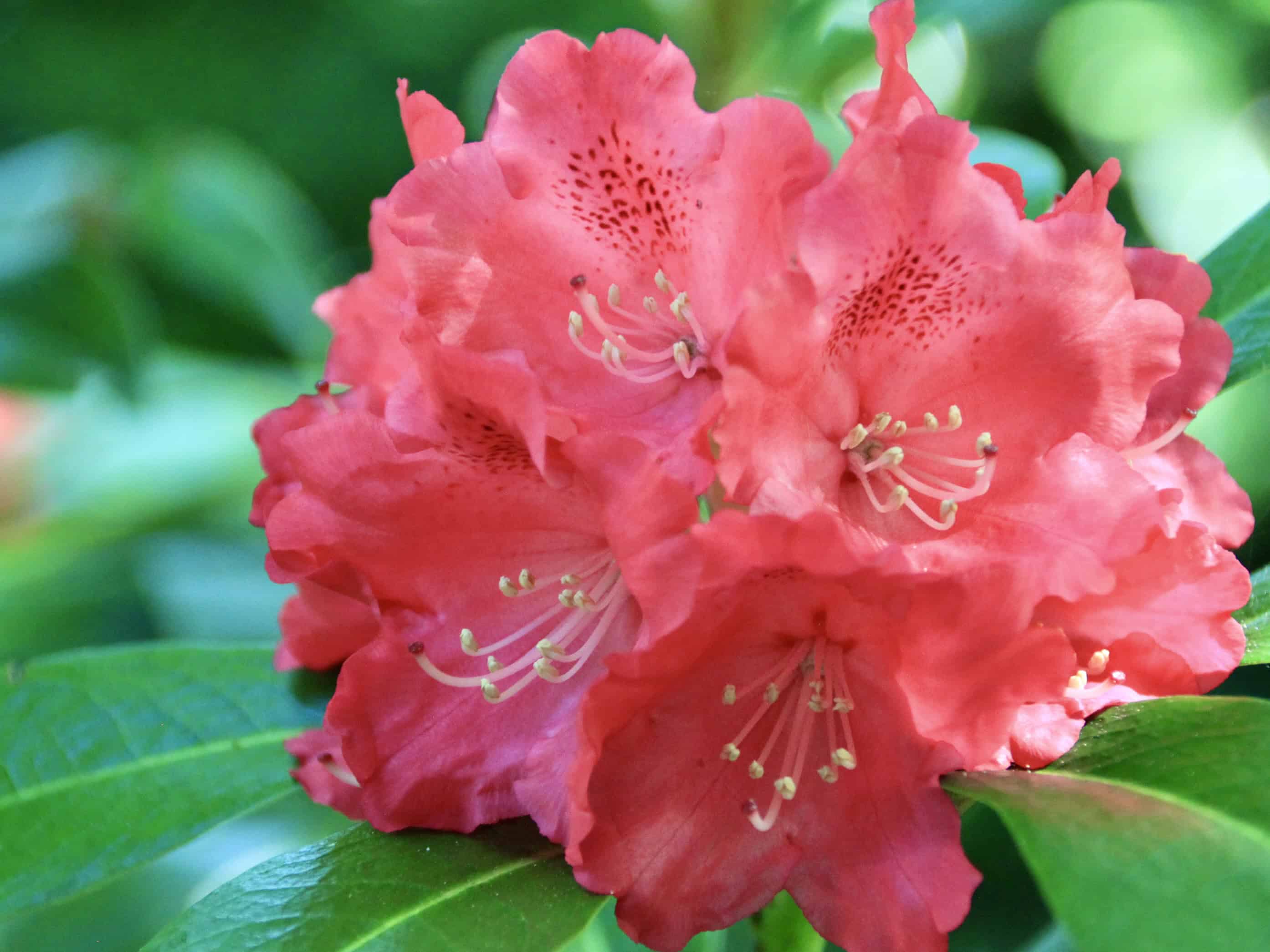 Rhododendron — FOTD Jan 23
