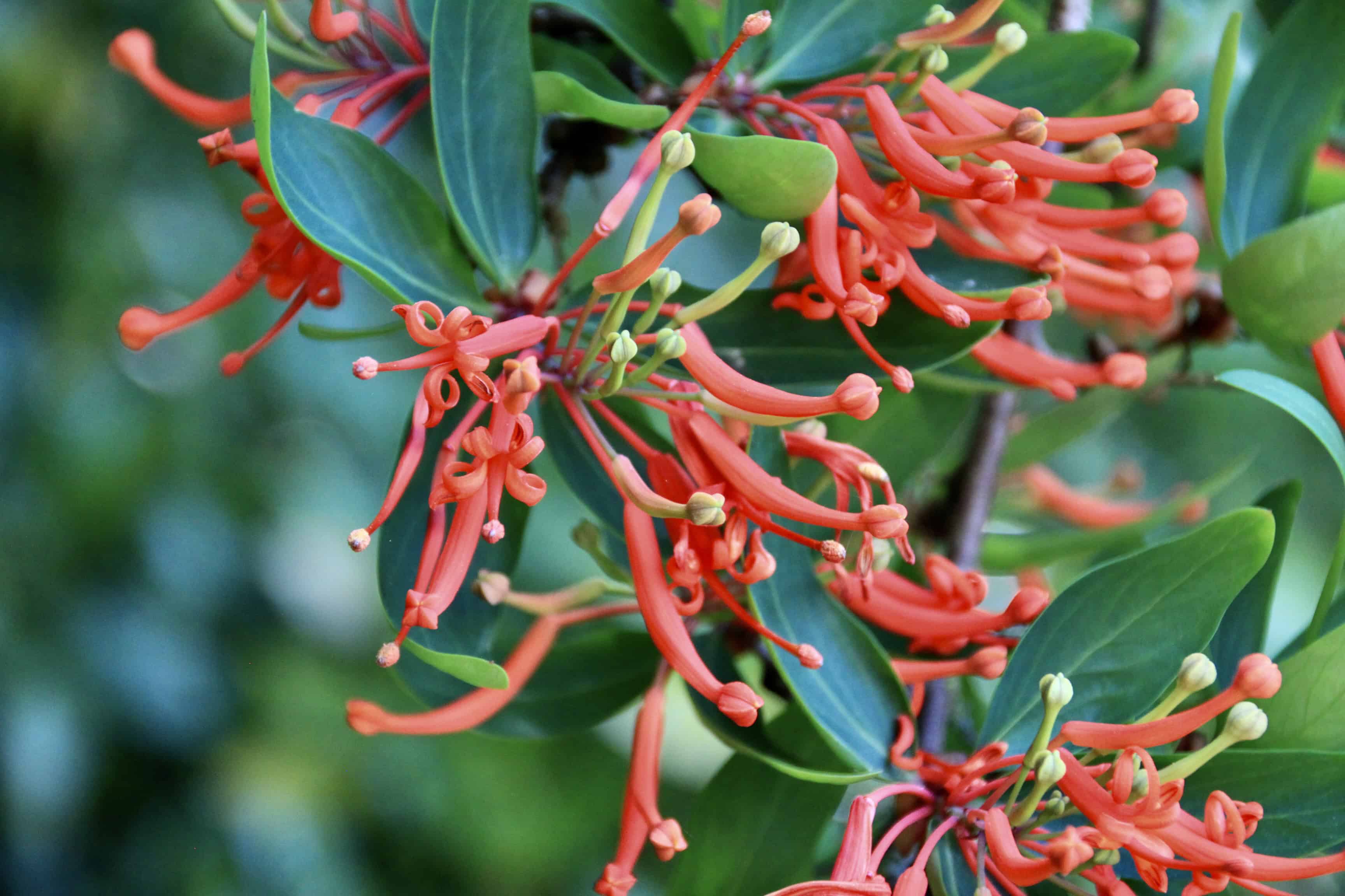 Chilean Firetree — FOTD Jan 27