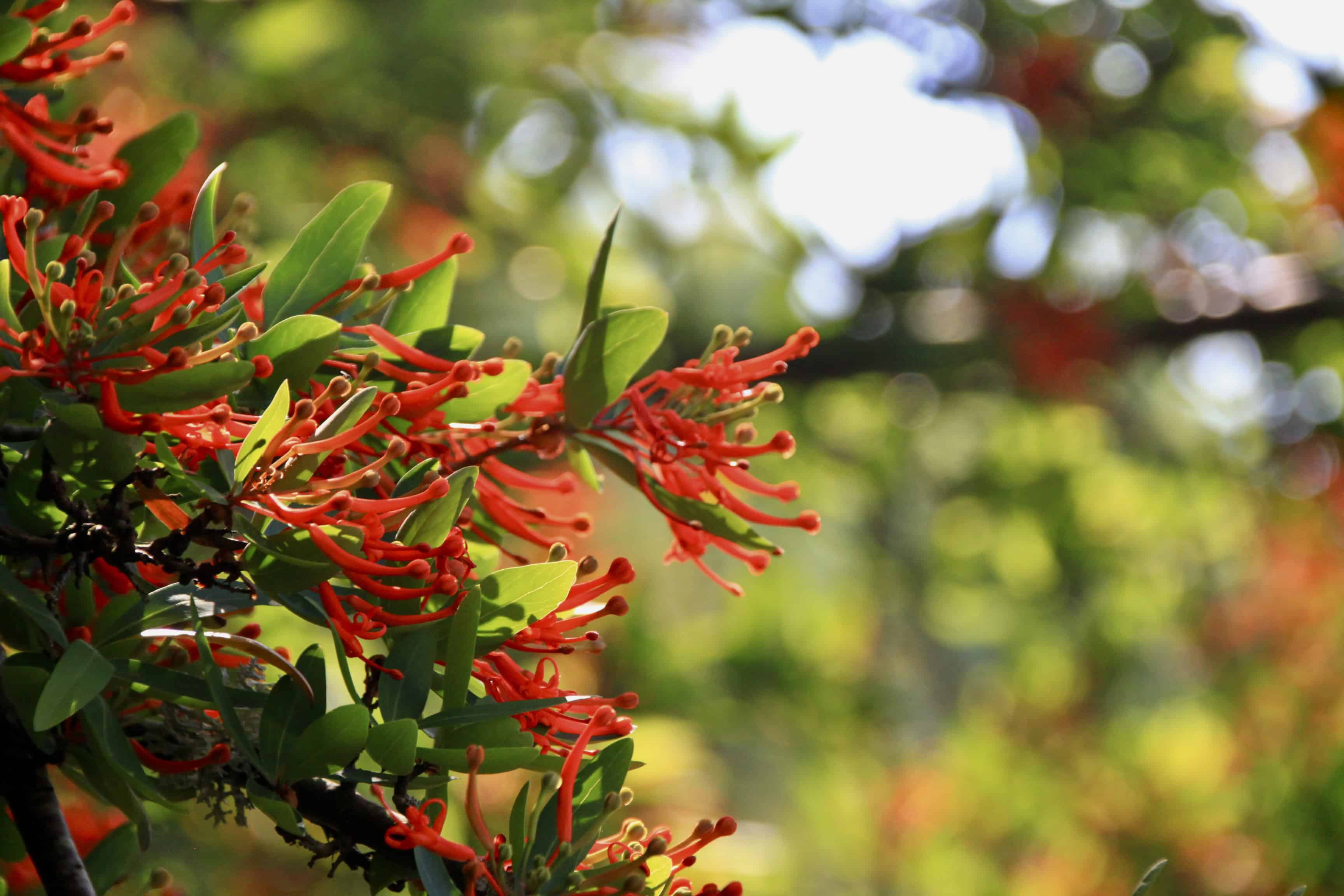 Chilean Firetree — FOTD Jan 28