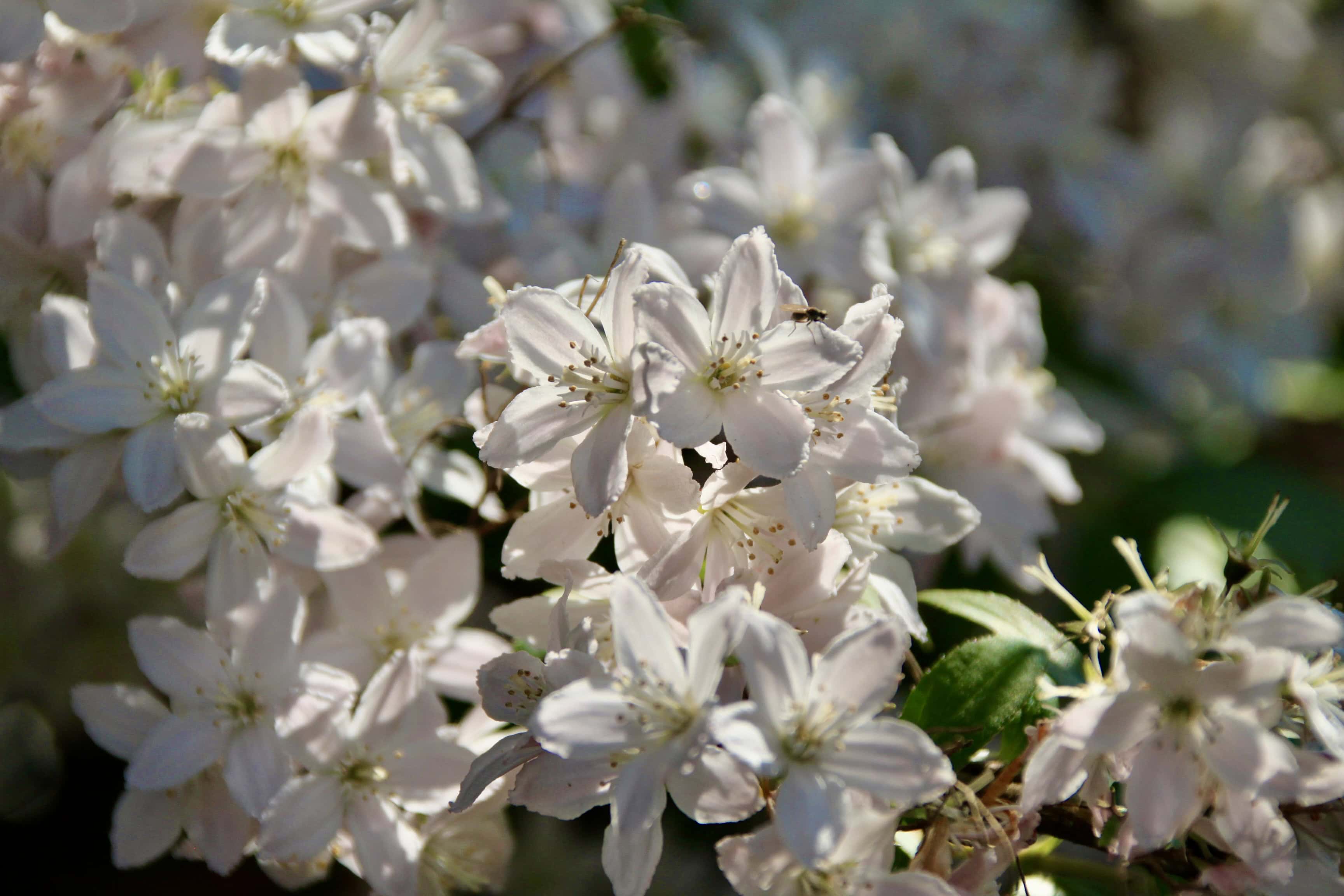 Slender Deutzia — FOTD Jan 30