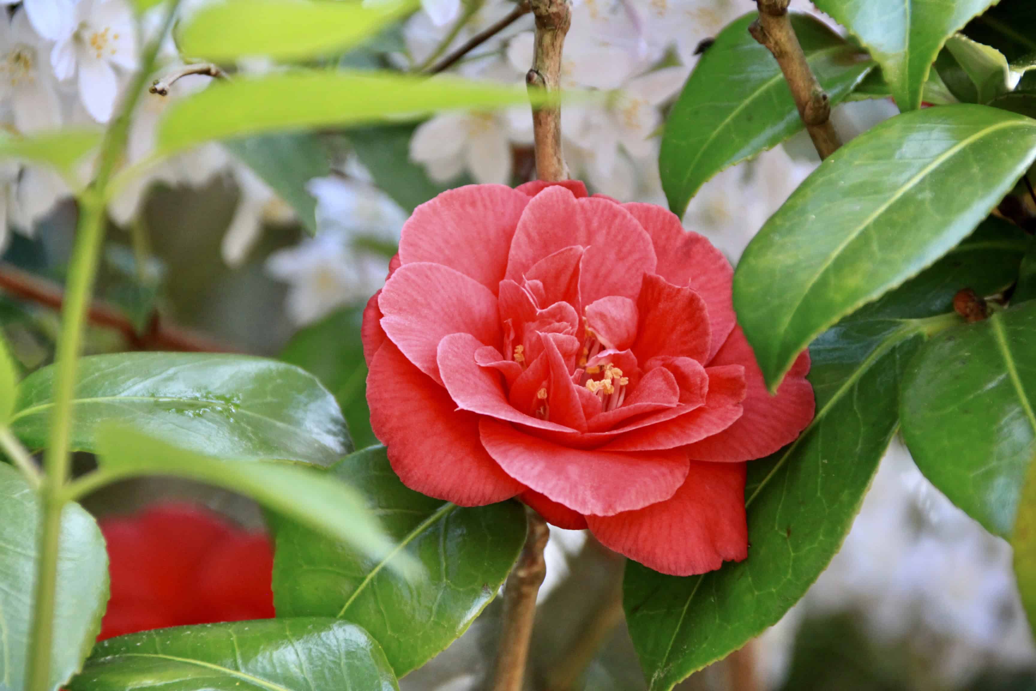 Common Camelia — FOTD Feb 03
