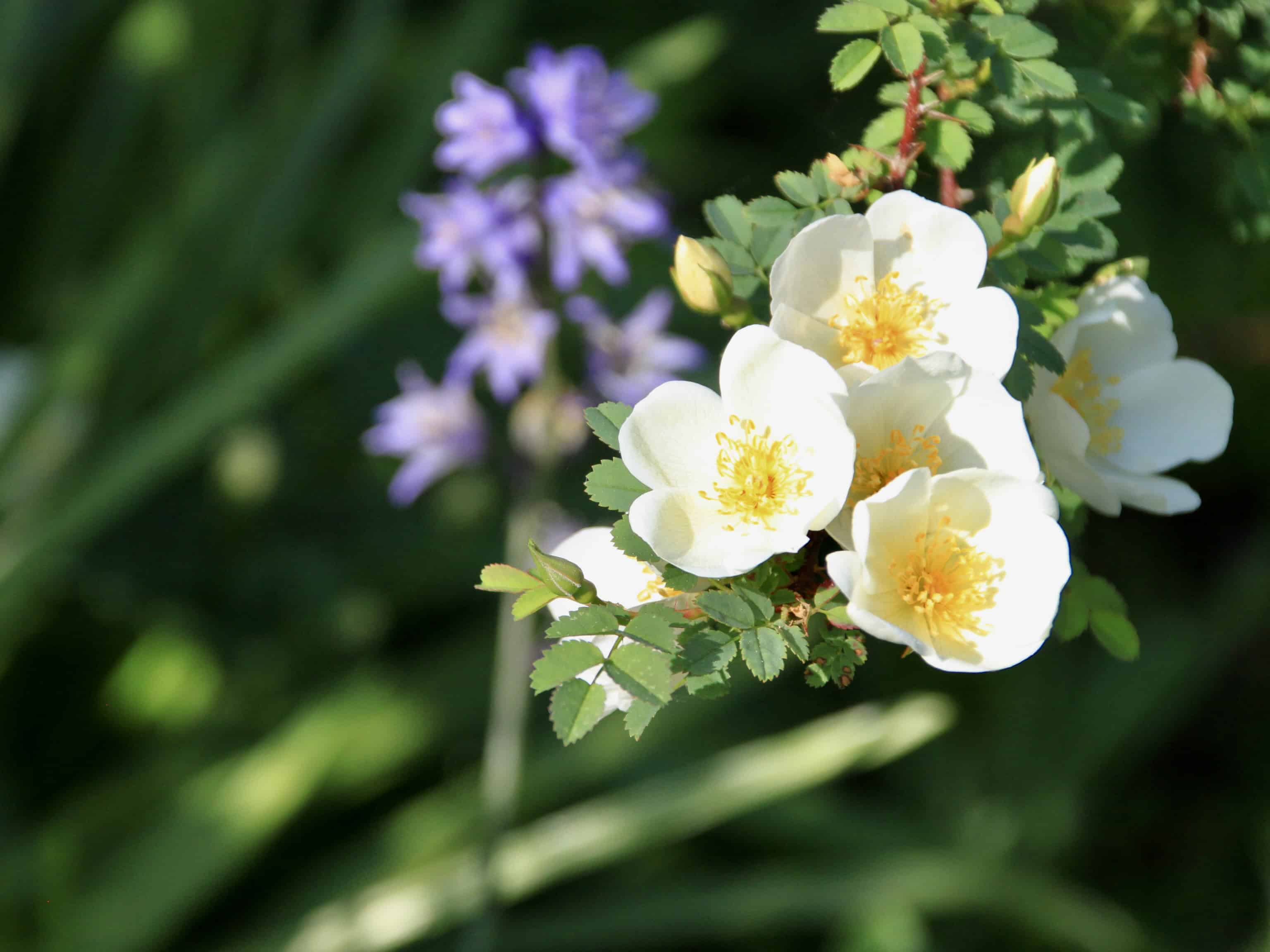 Burnet Rose — FOTD Feb 04