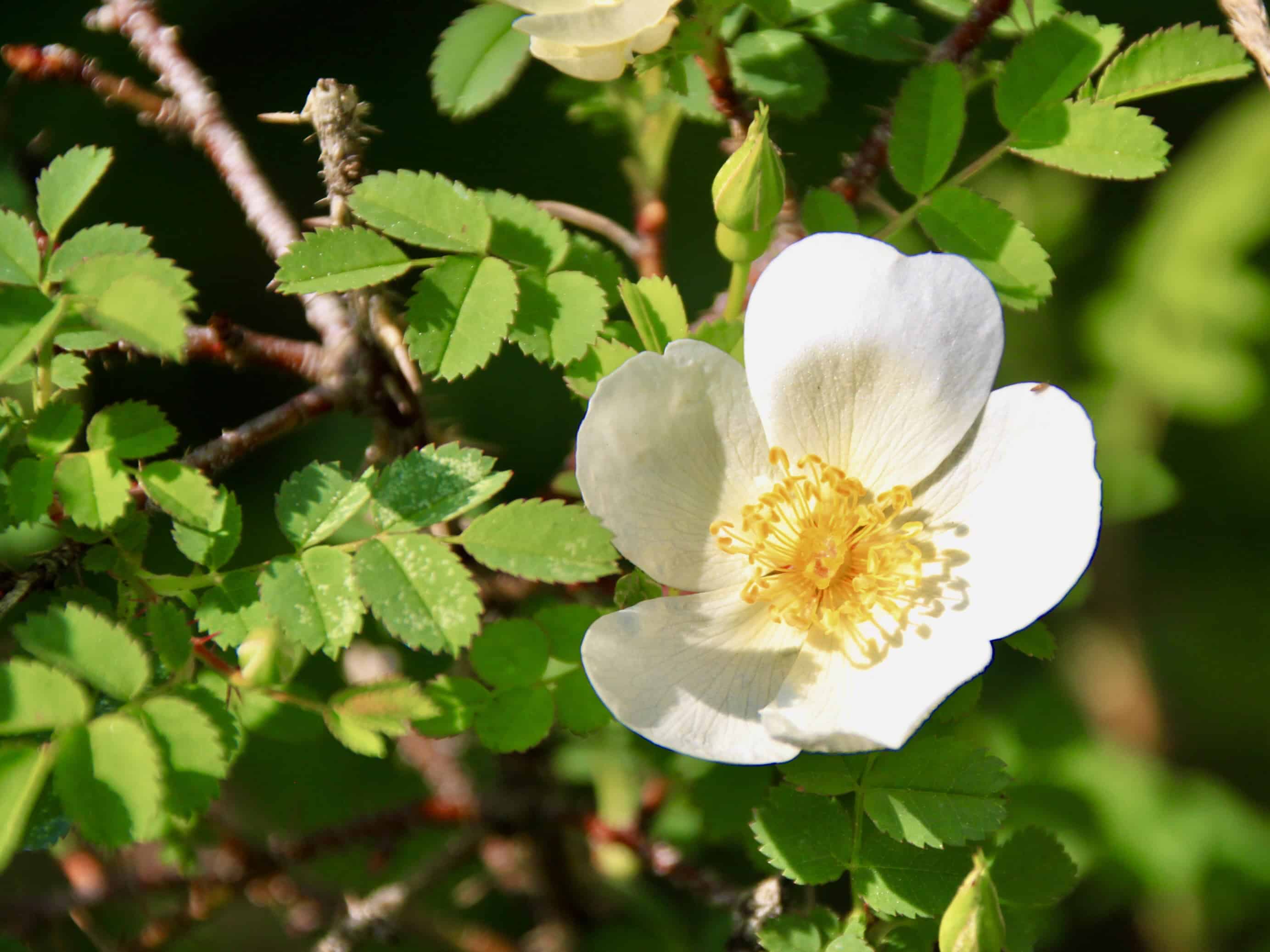 Burnet Rose — FOTD Feb 05