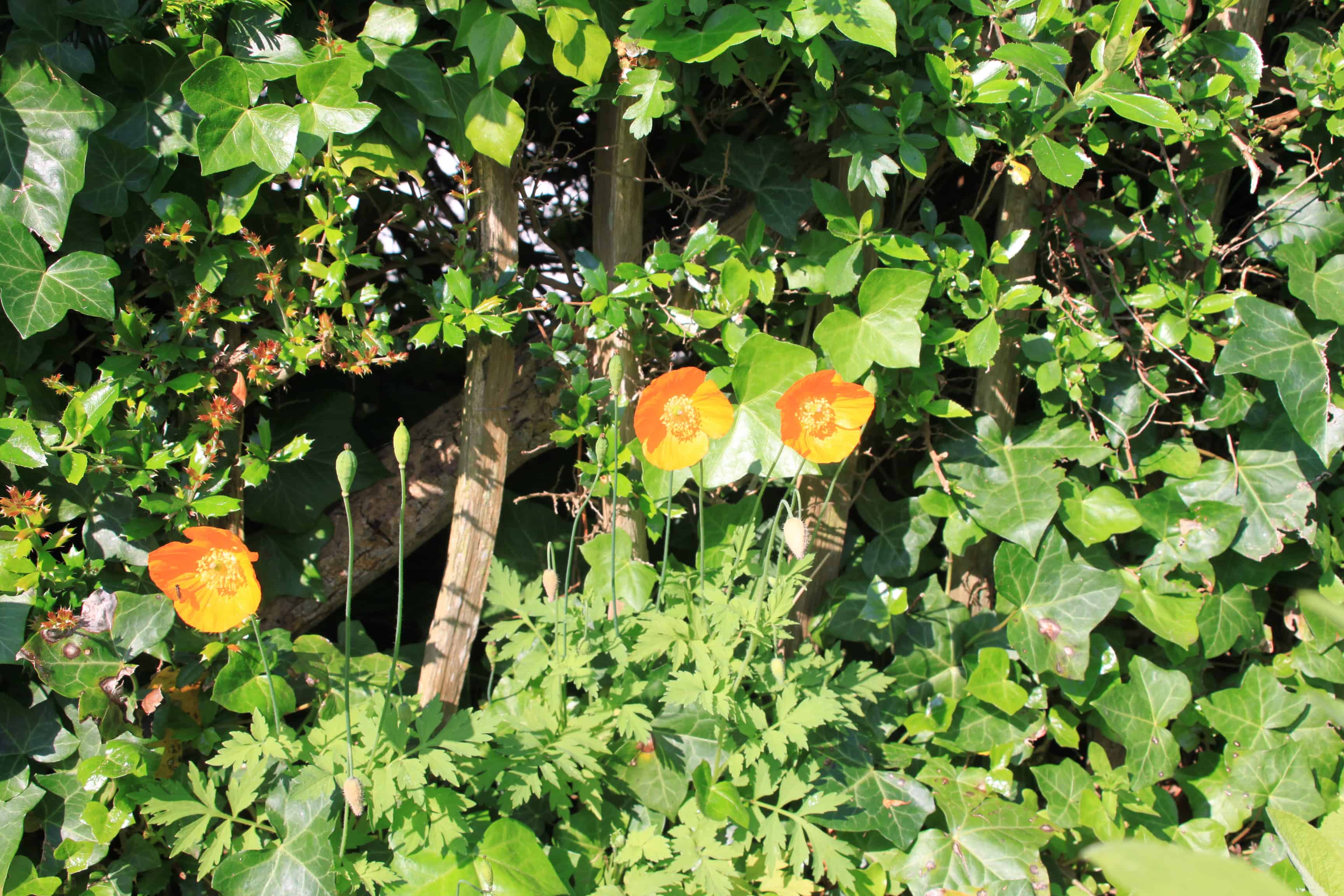 Iceland Poppy — FOTD Feb 06