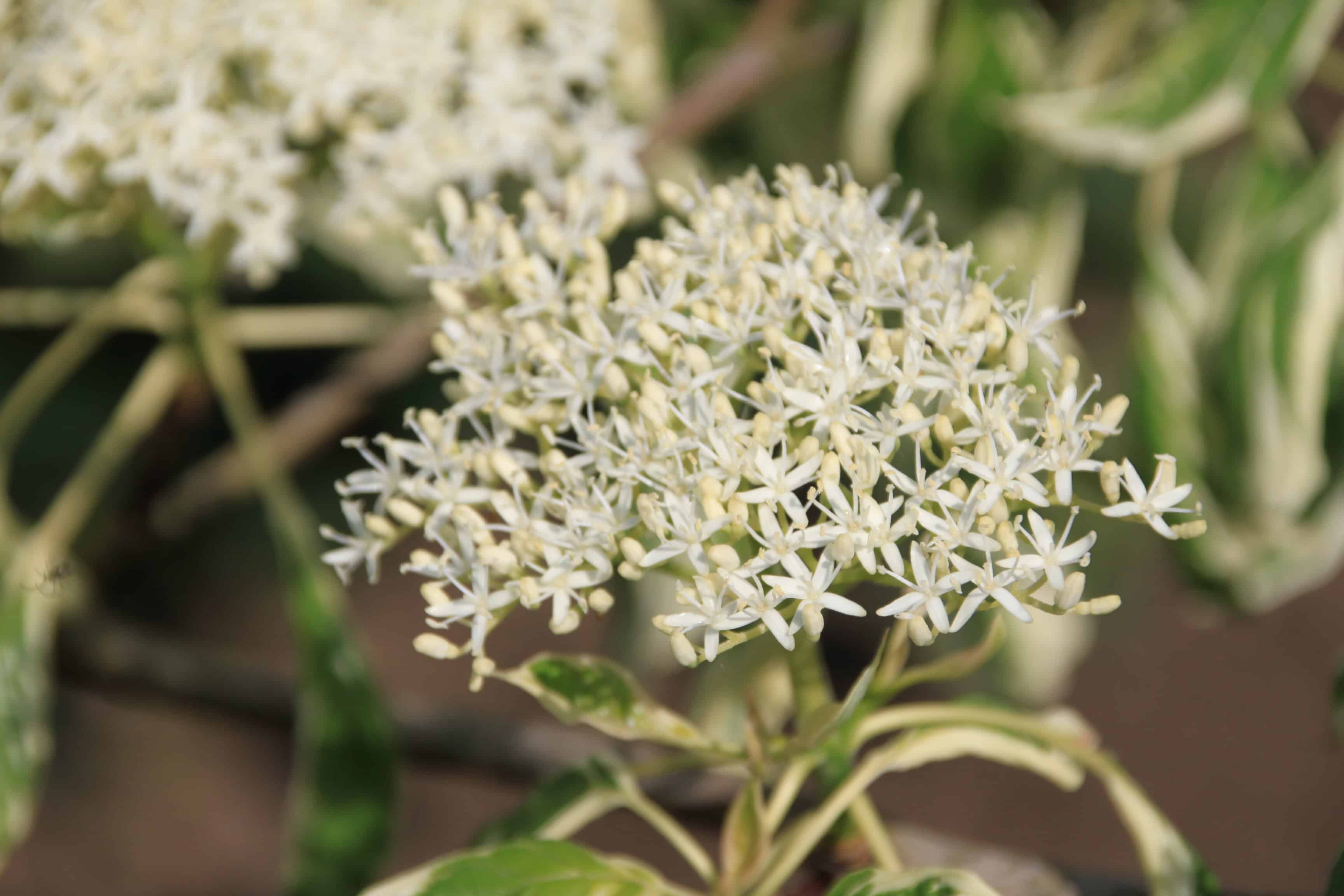 Dogwood — FOTD Feb 19