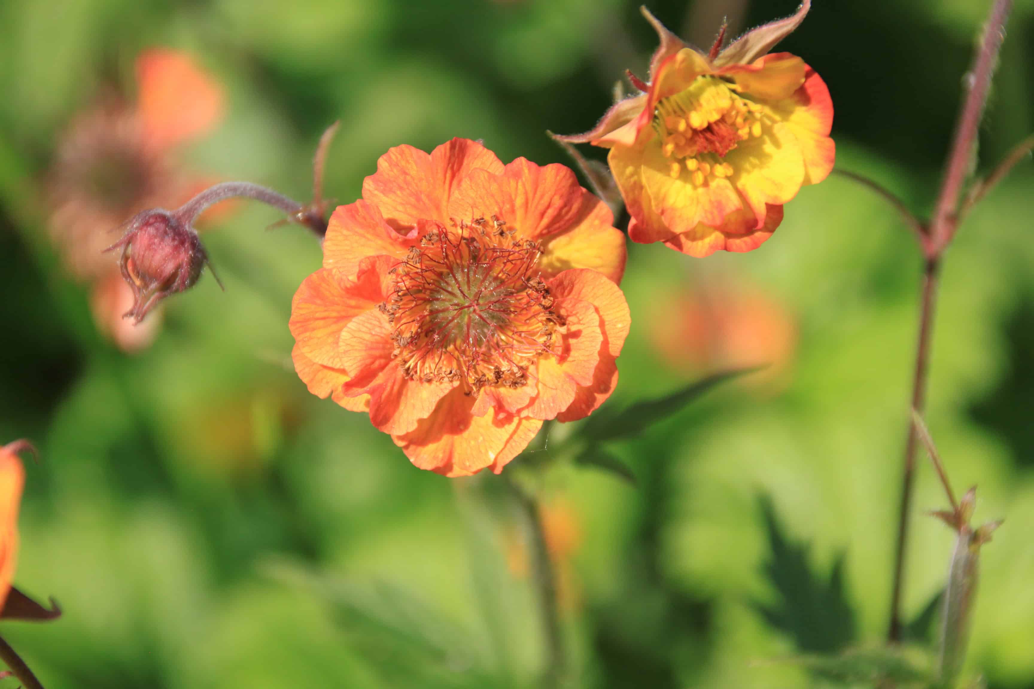 Avens — FOTD Feb 18
