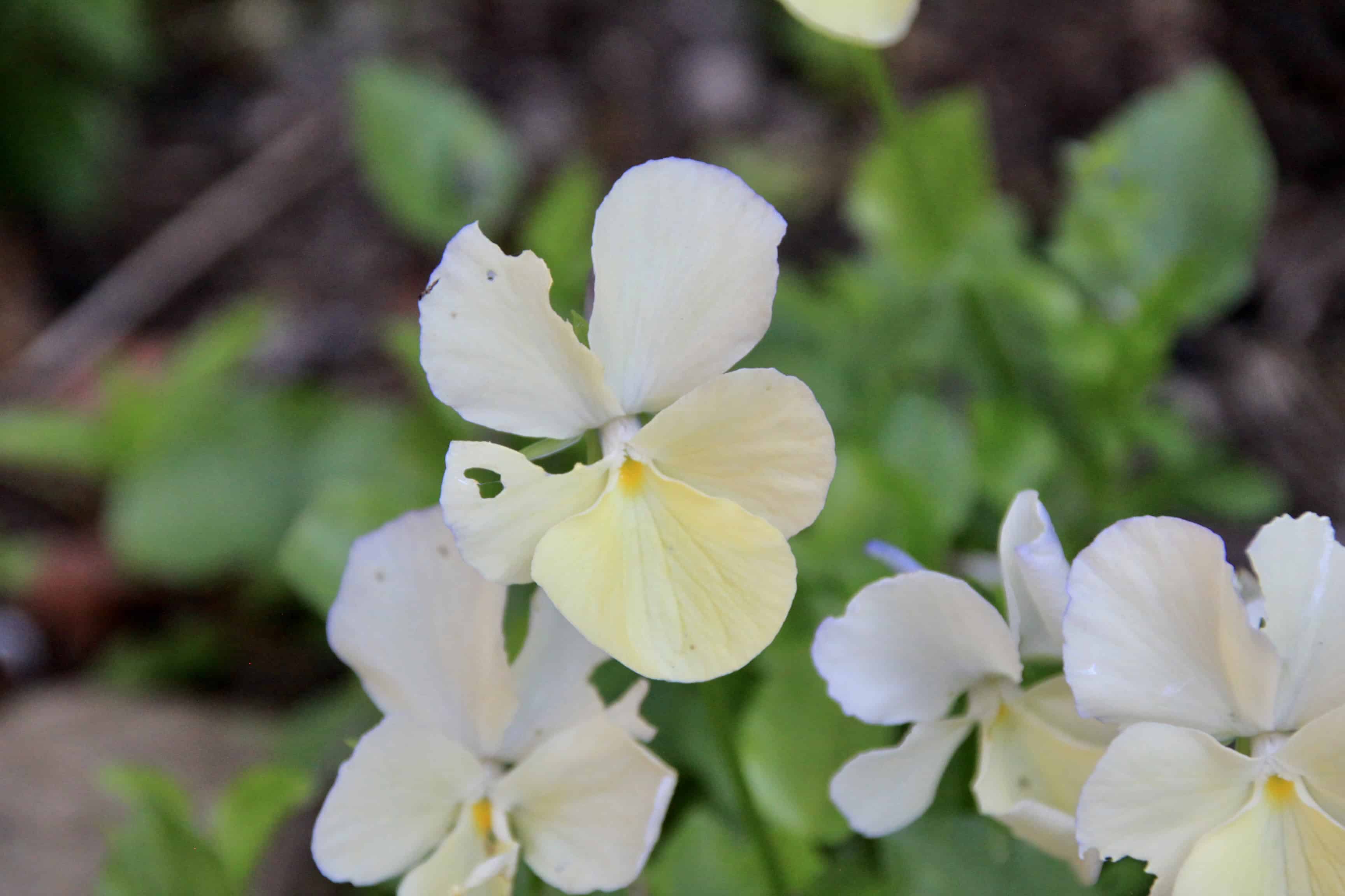 Violets — FOTD Feb 20