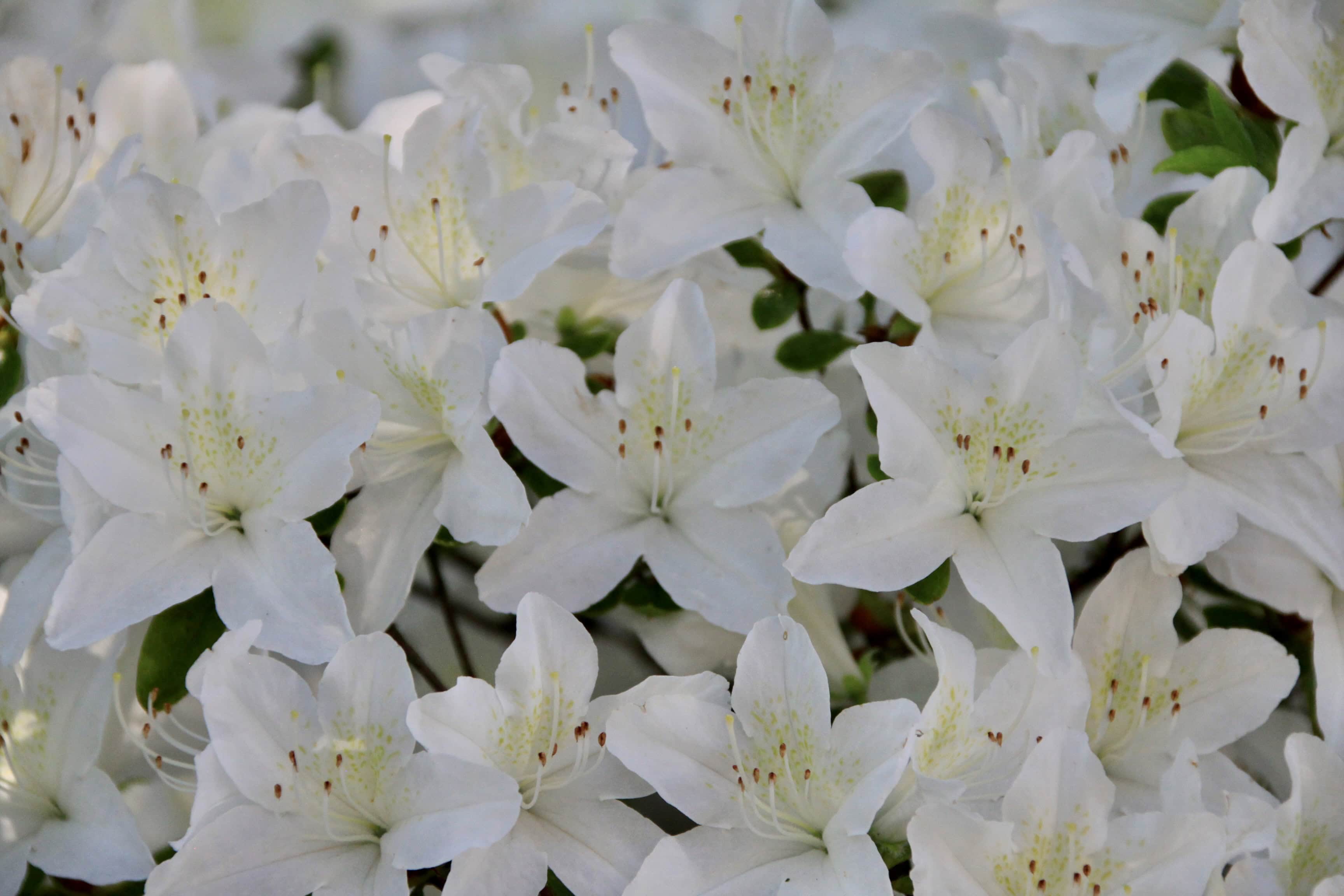 White Azaleas — FOTD Feb 22