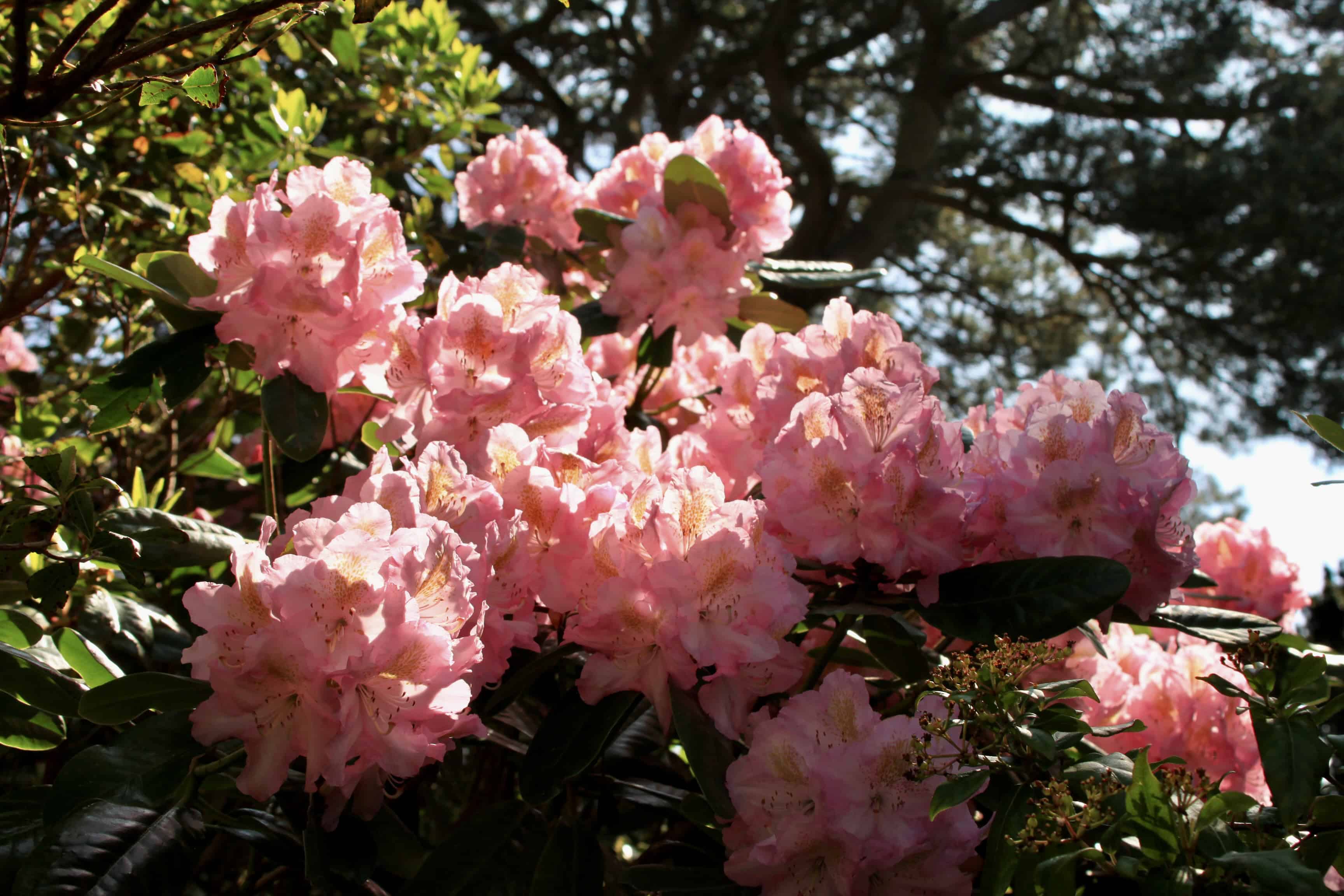 Rhododendron — FOTD Feb 24