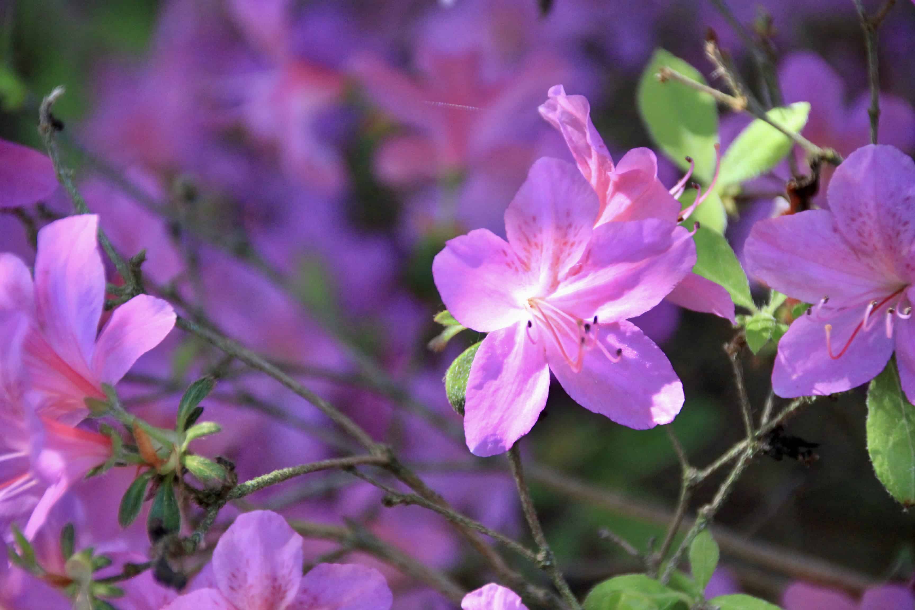 Rhododendron — FOTD Feb 25