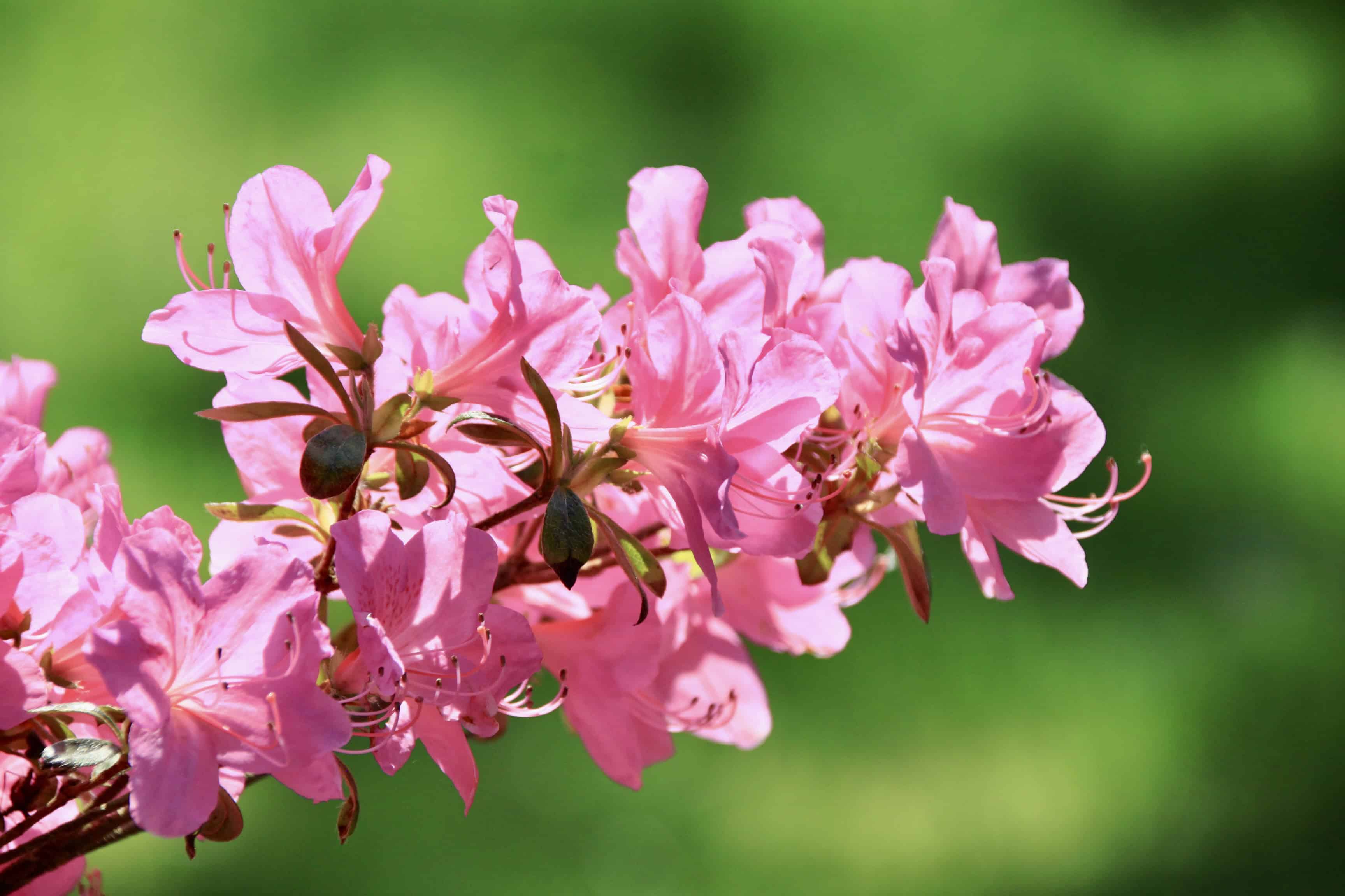 Rhododendron — FOTD Feb 26