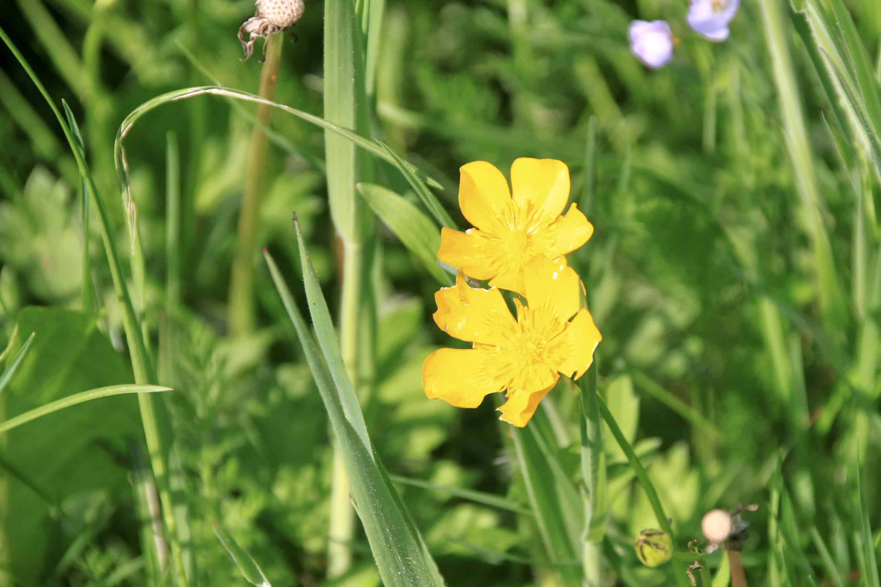 Buttercups — FOTD Feb 27