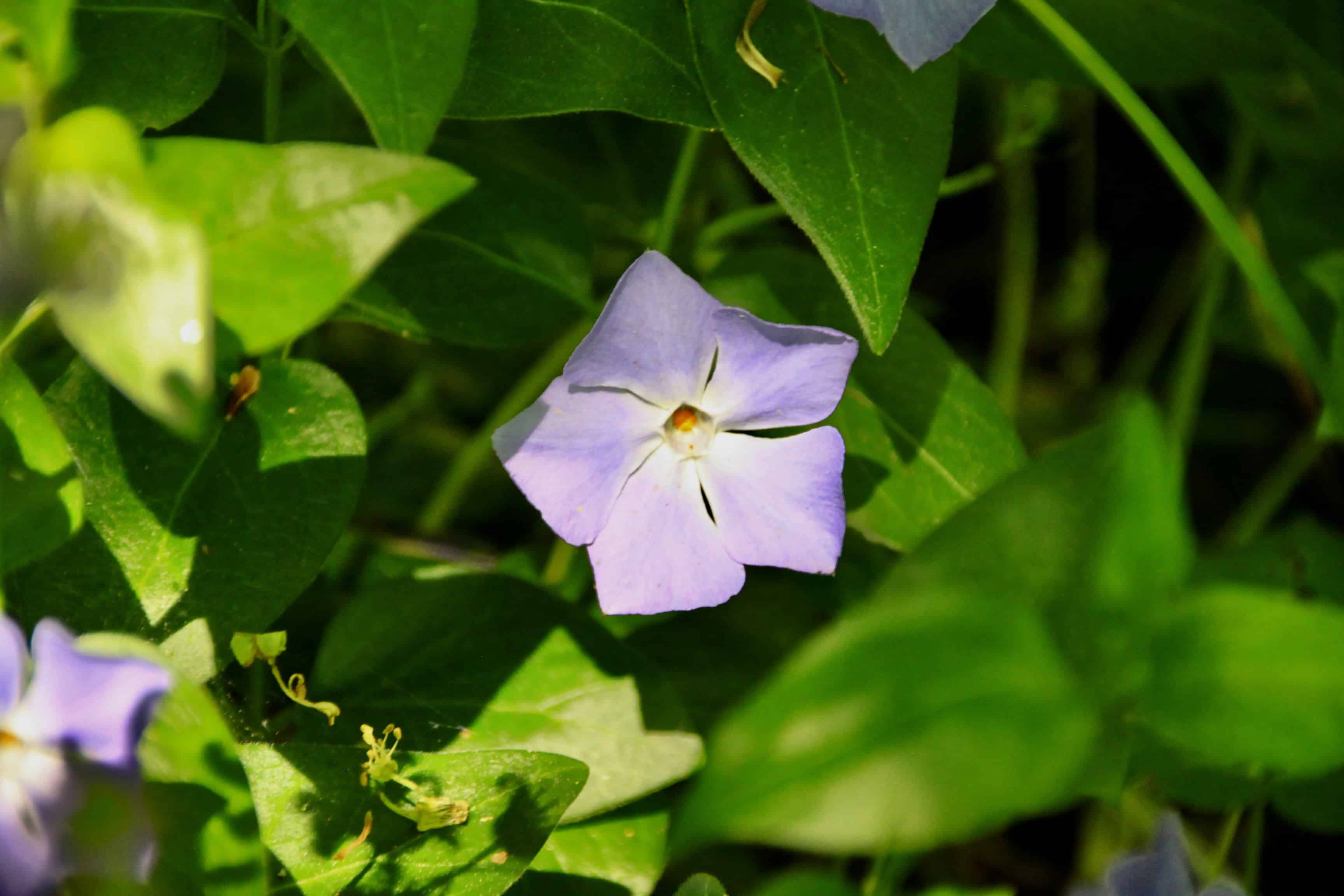Periwinkle — FOTD Mar 03