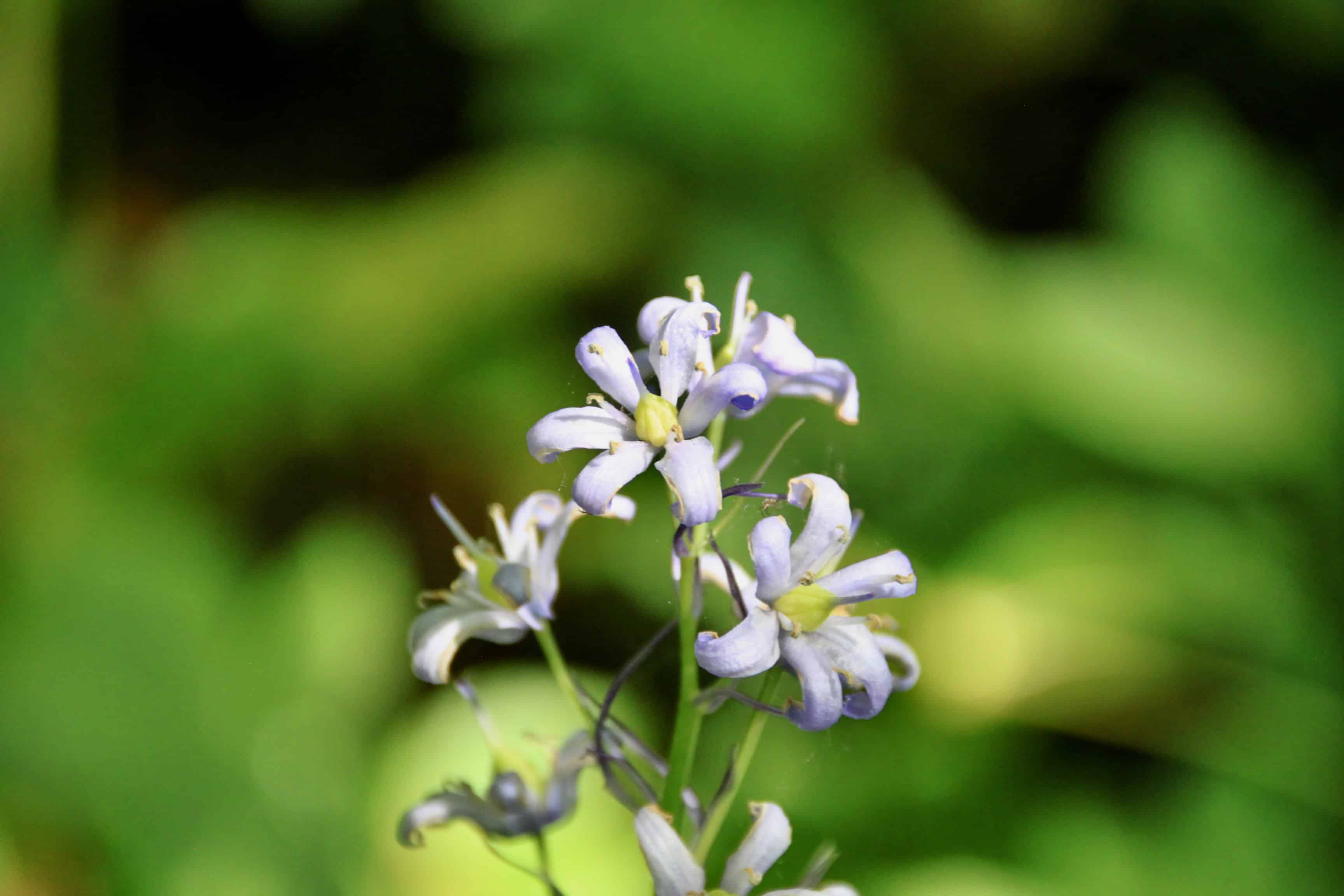 Brazilian Nightshade — FOTD Mar 04