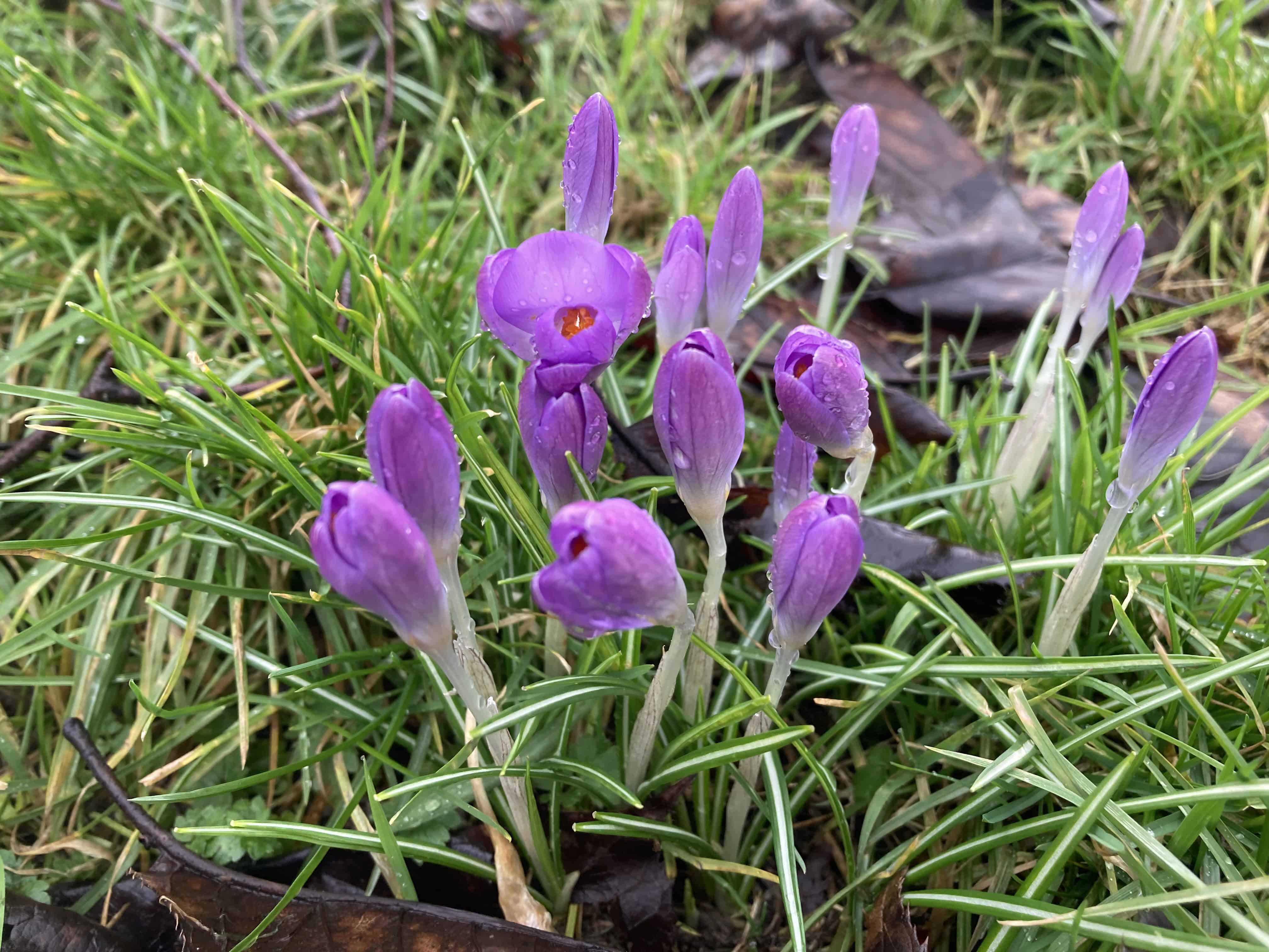 Crocuses — FOTD Mar 28