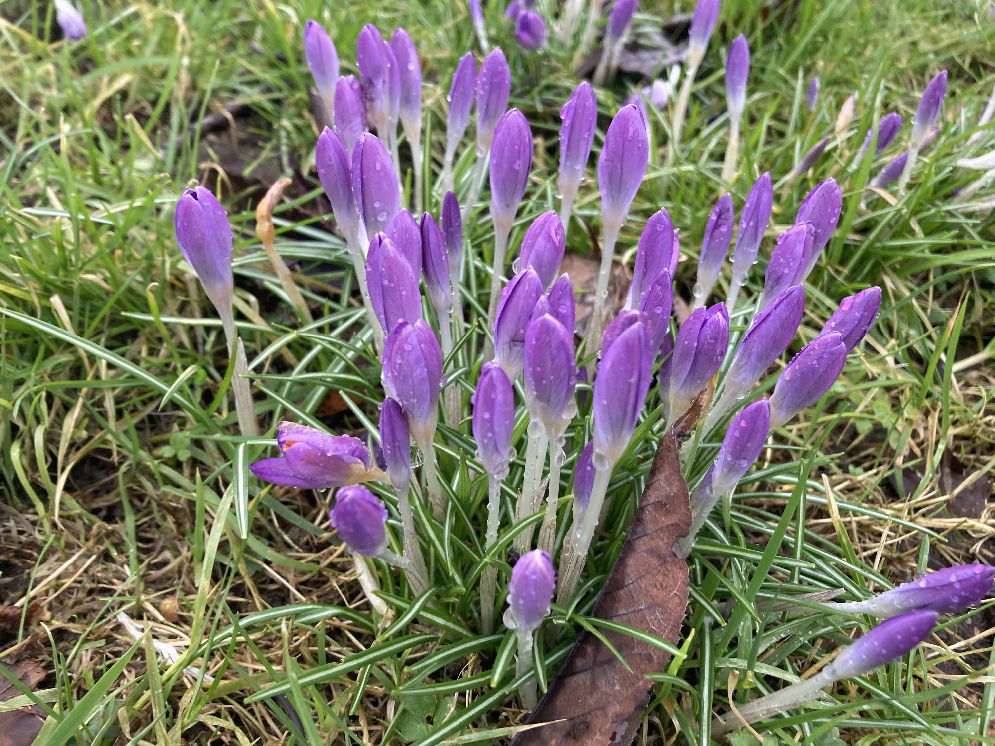 Crocuses — FOTD Mar 29