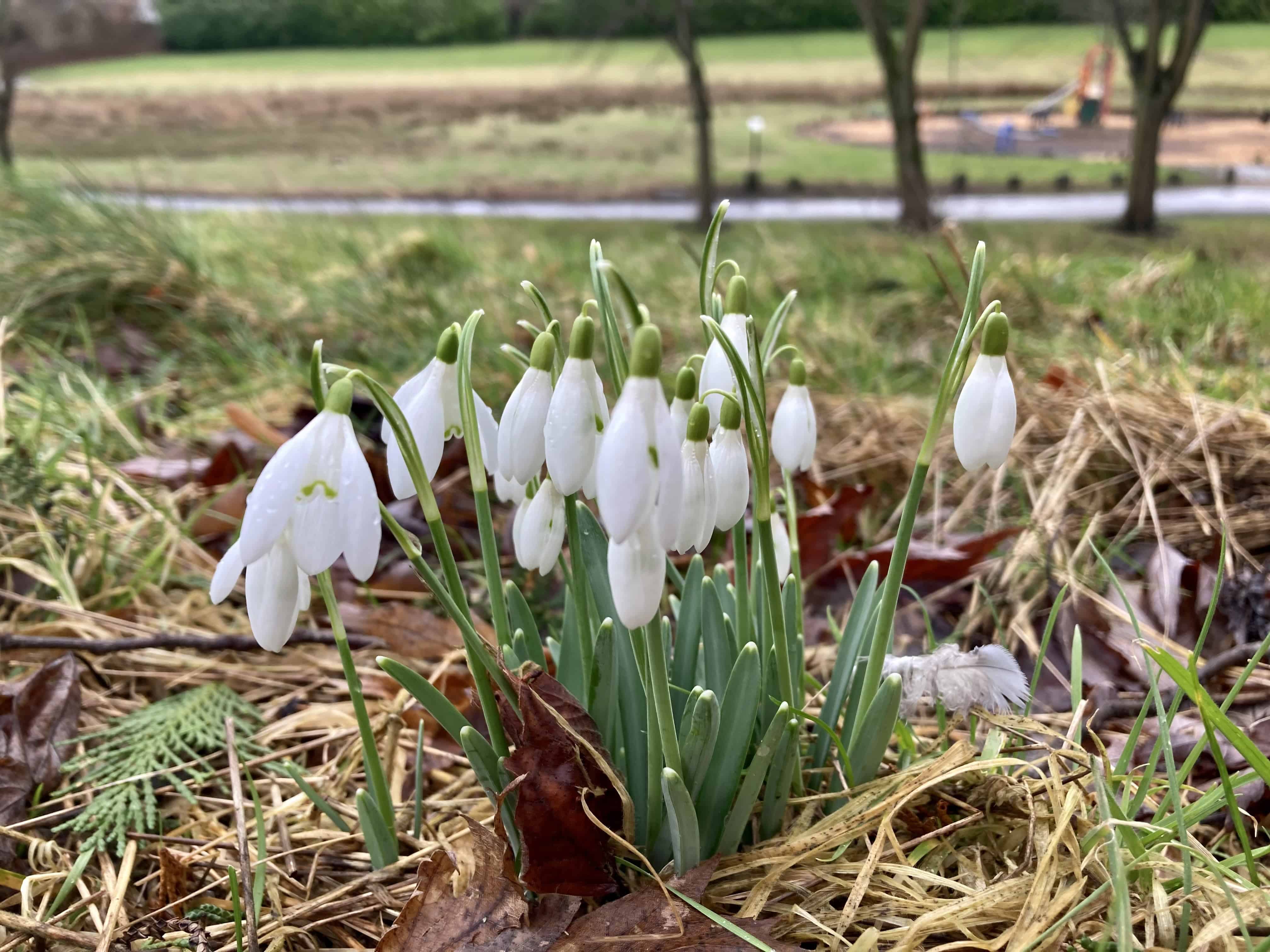Snowdrops — FOTD Mar 31