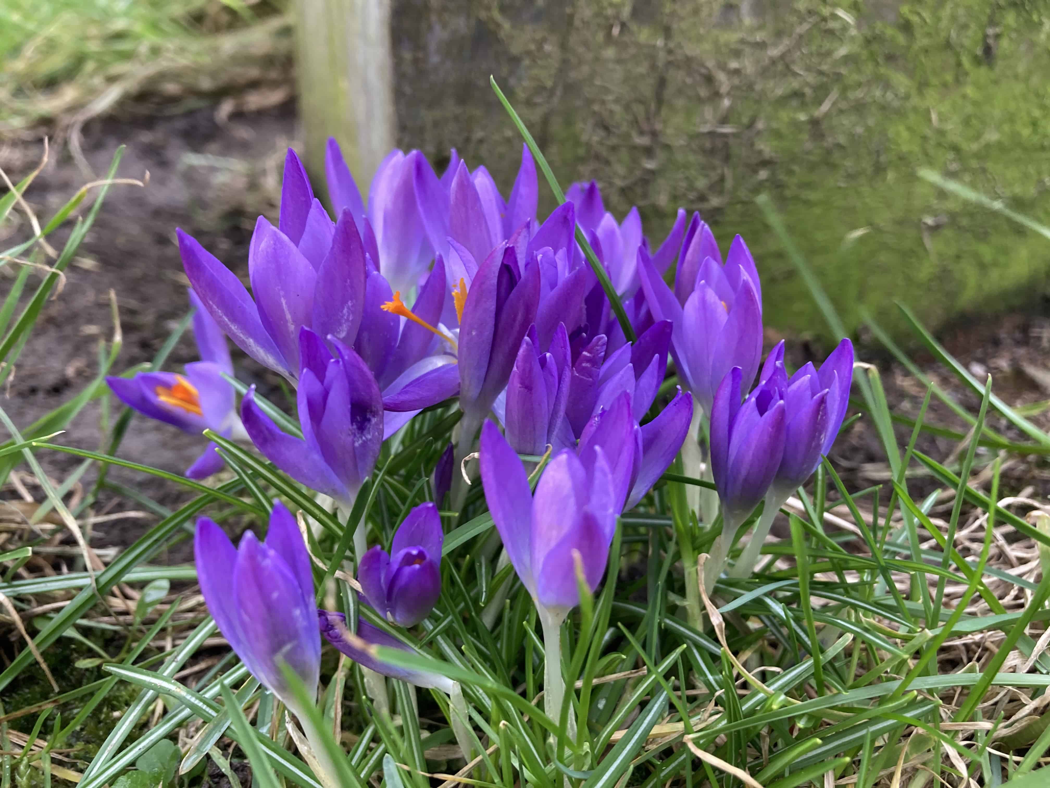 Crocuses — FOTD Apr 01