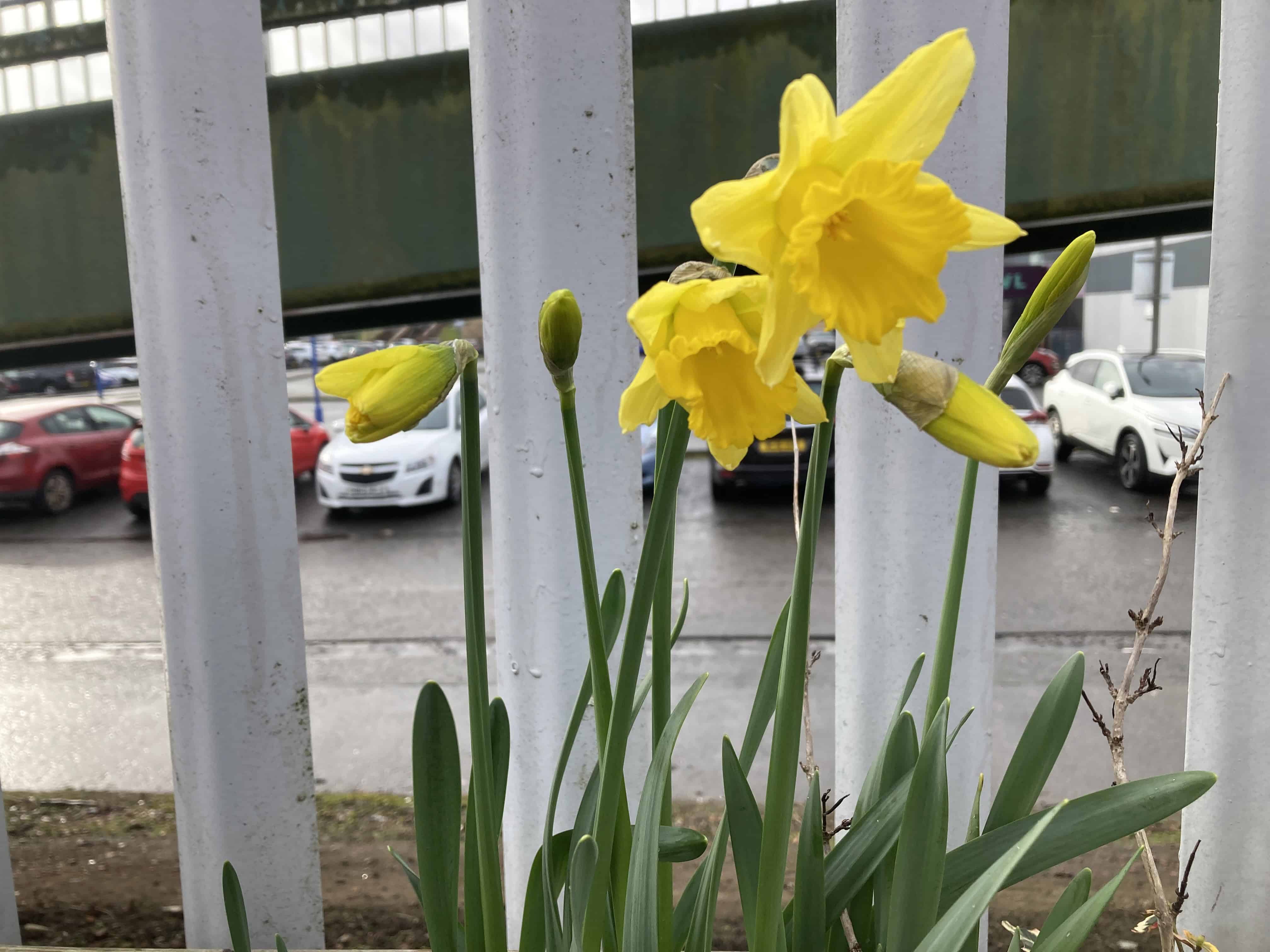 Daffodils — FOTD Apr 02