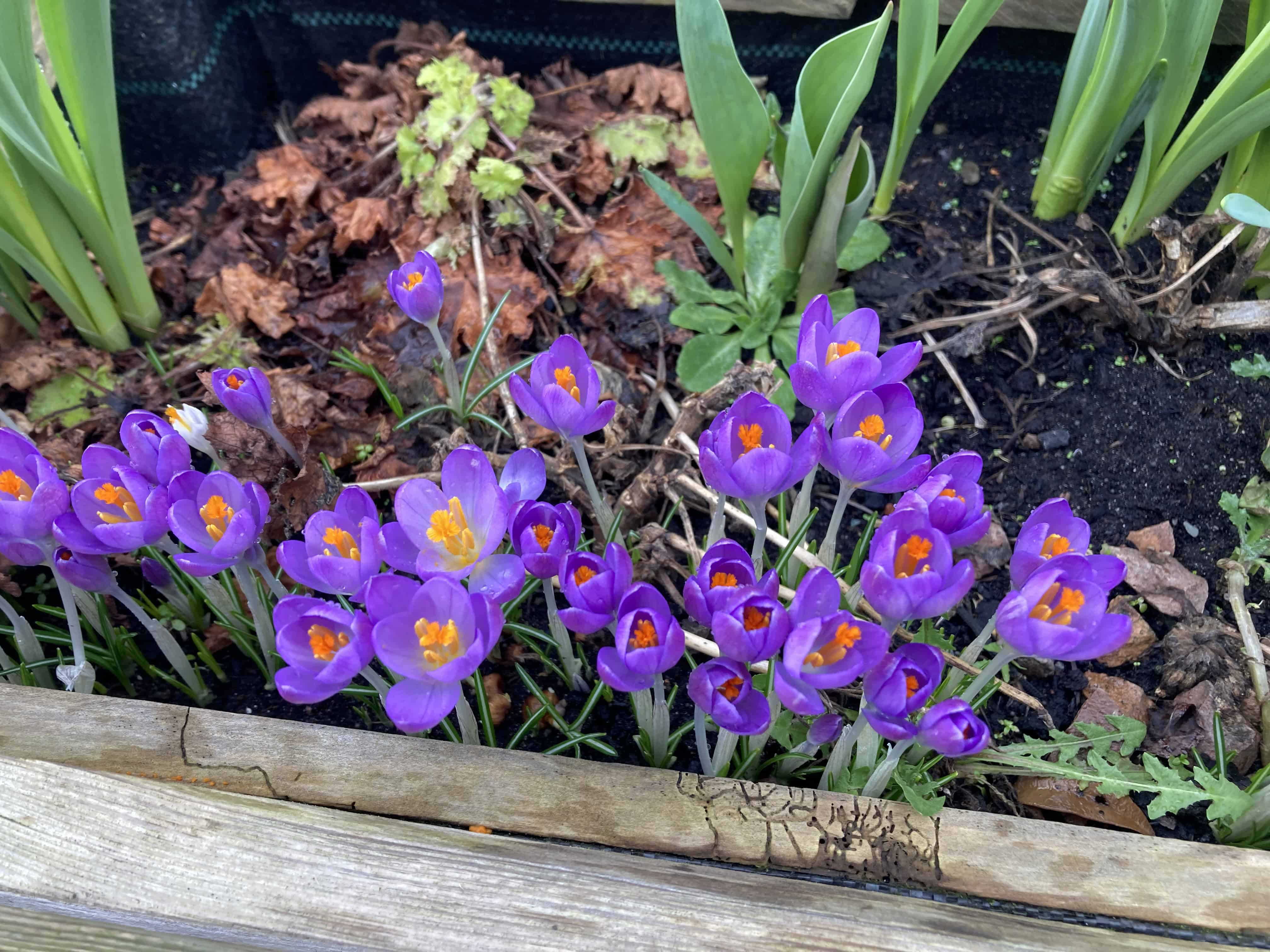 Crocuses — FOTD Apr 04
