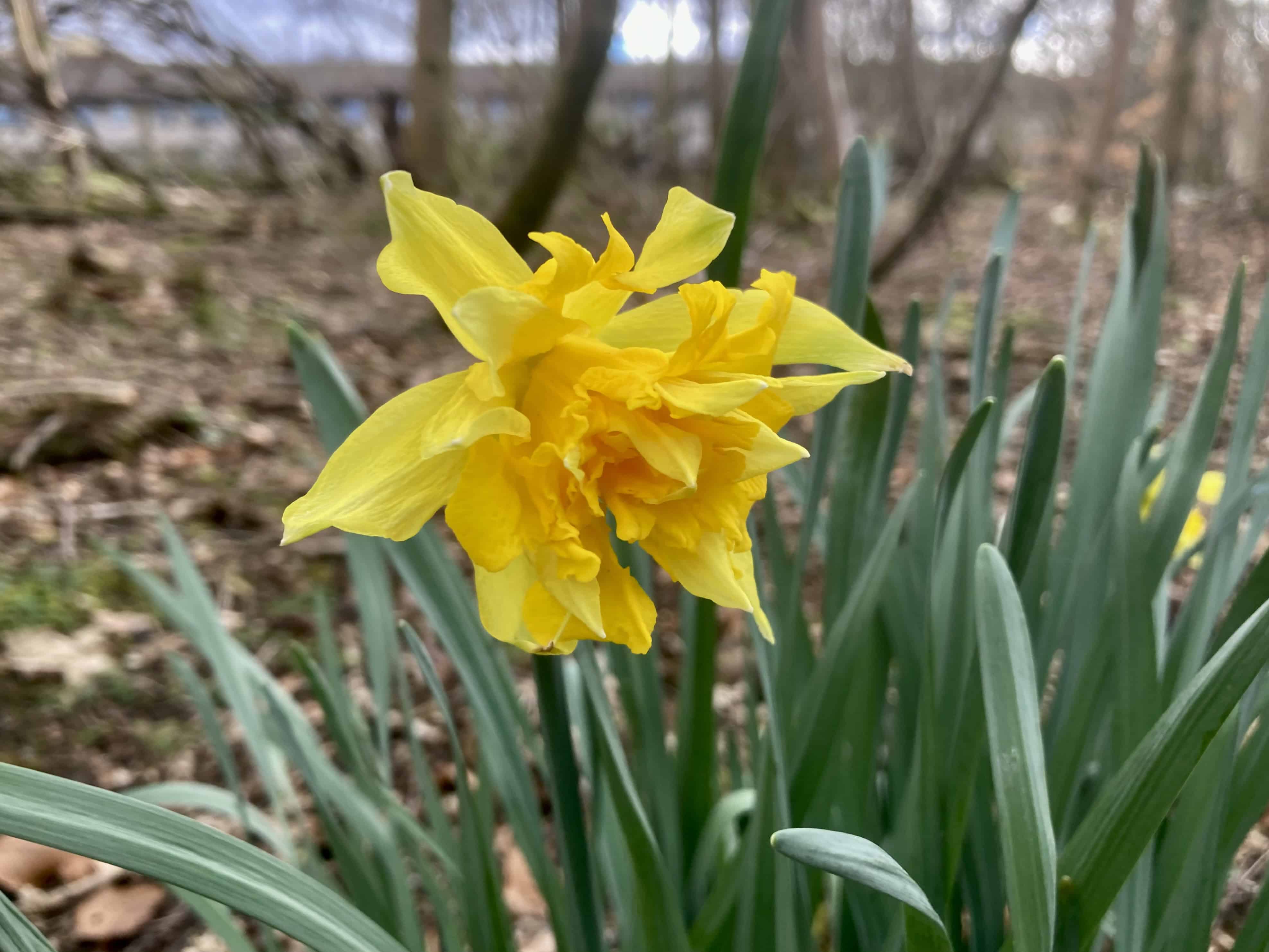Daffodil — FOTD Apr 05