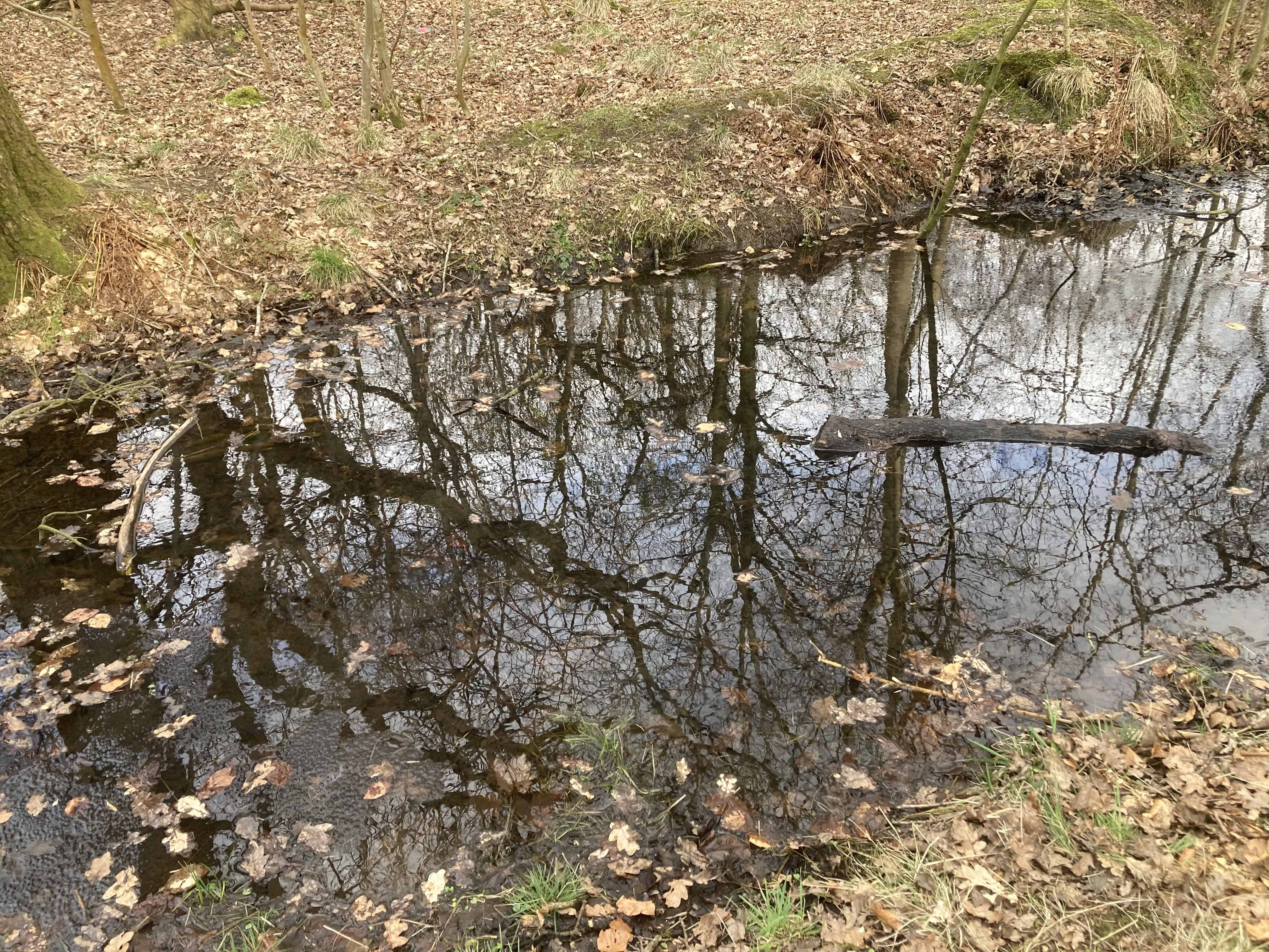 Reflecting Stream — Water Water Everywhere #261