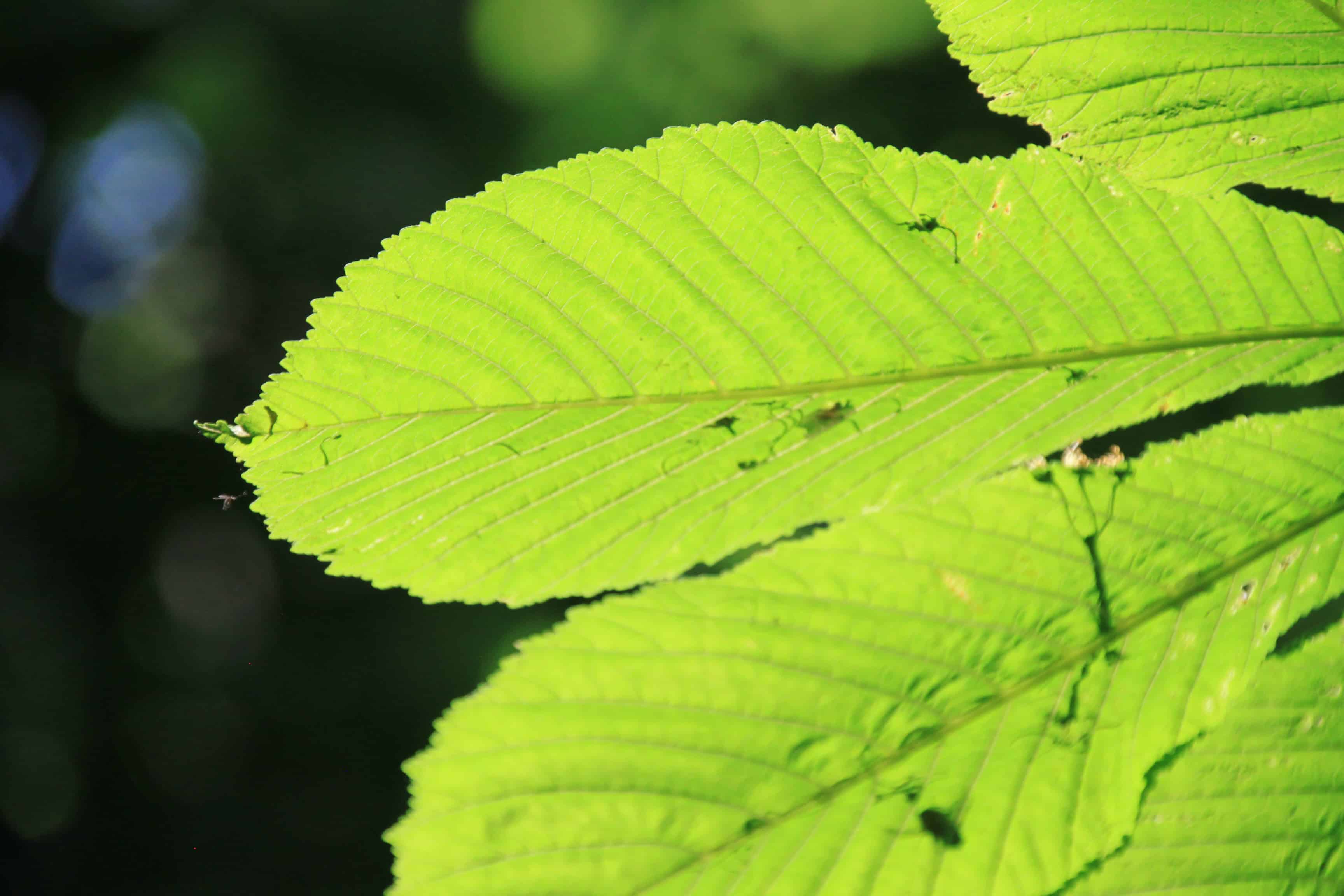 Horse Chestnut Leaf — FOTD Mar 05
