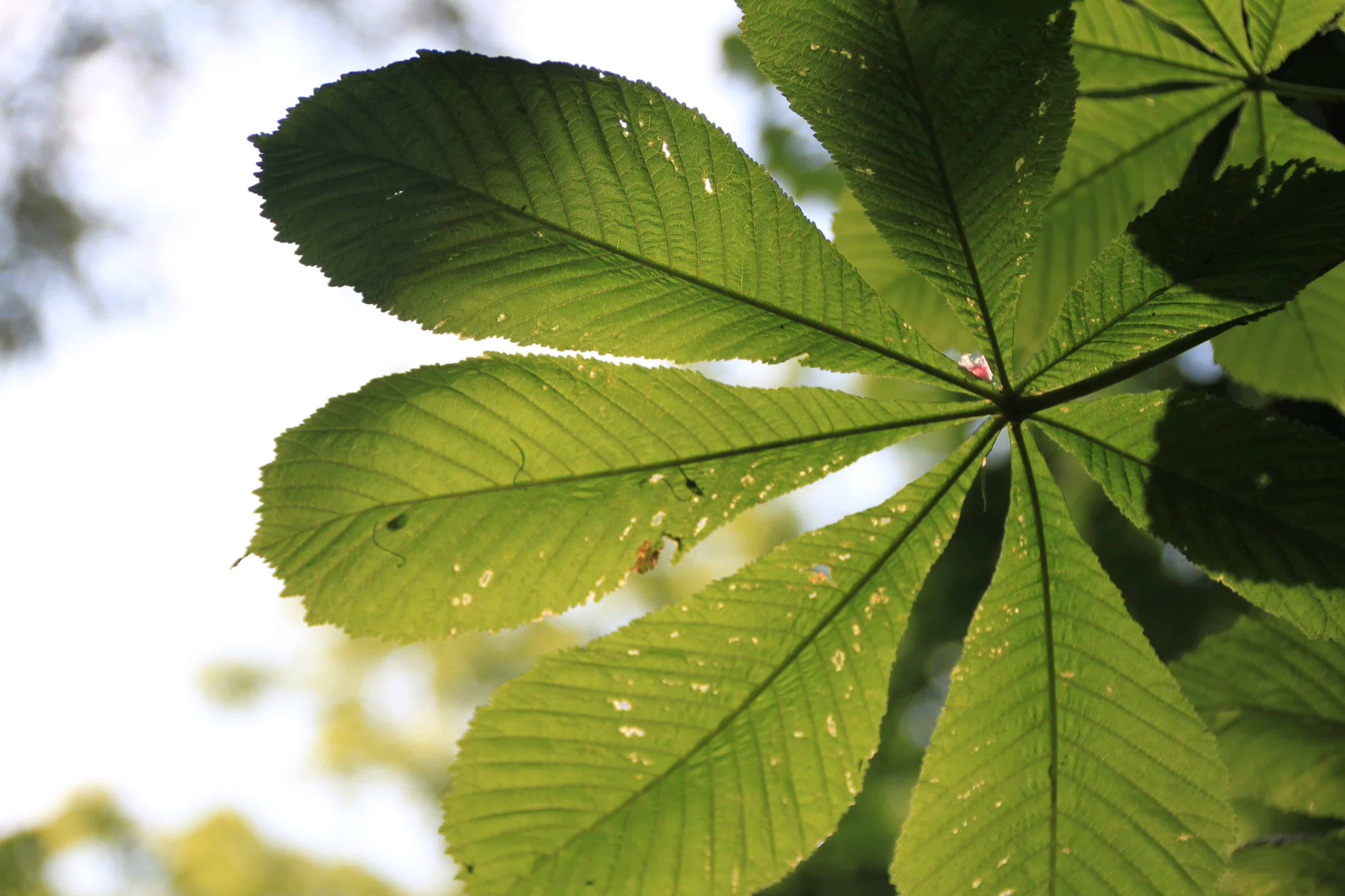 Horse Chestnut Leaf — FOTD Mar 06