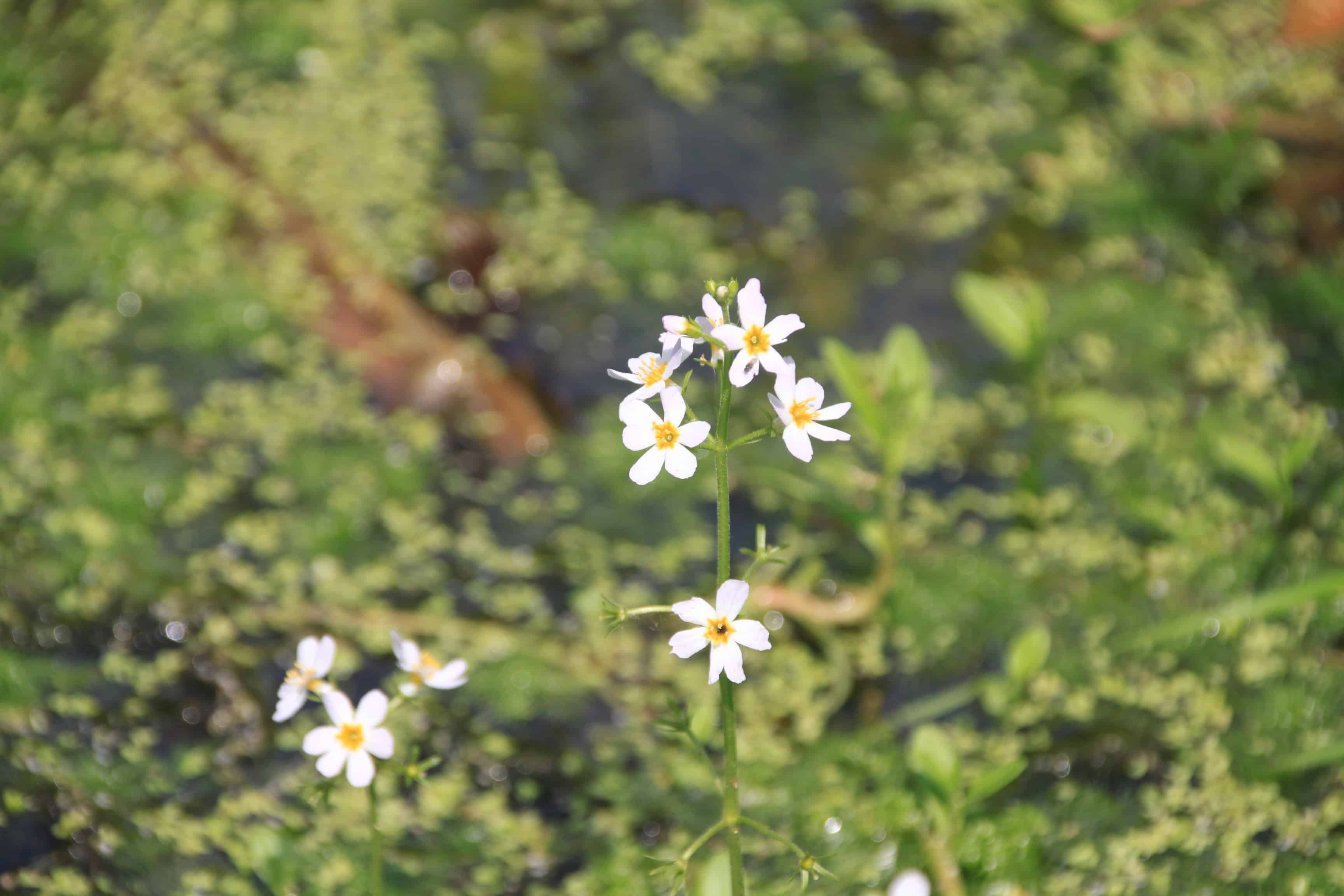 Water Violet — FOTD Mar 07