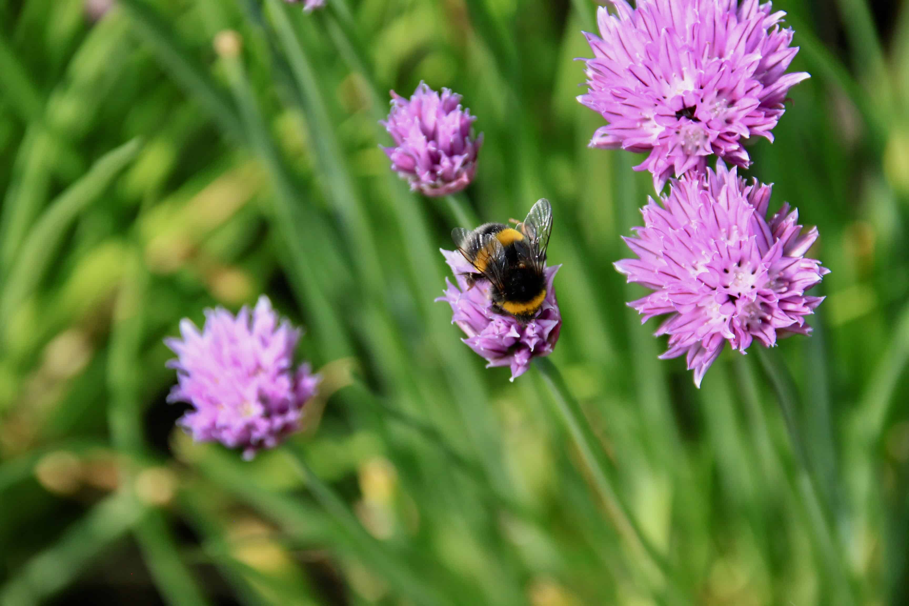 Chives — FOTD Mar 10