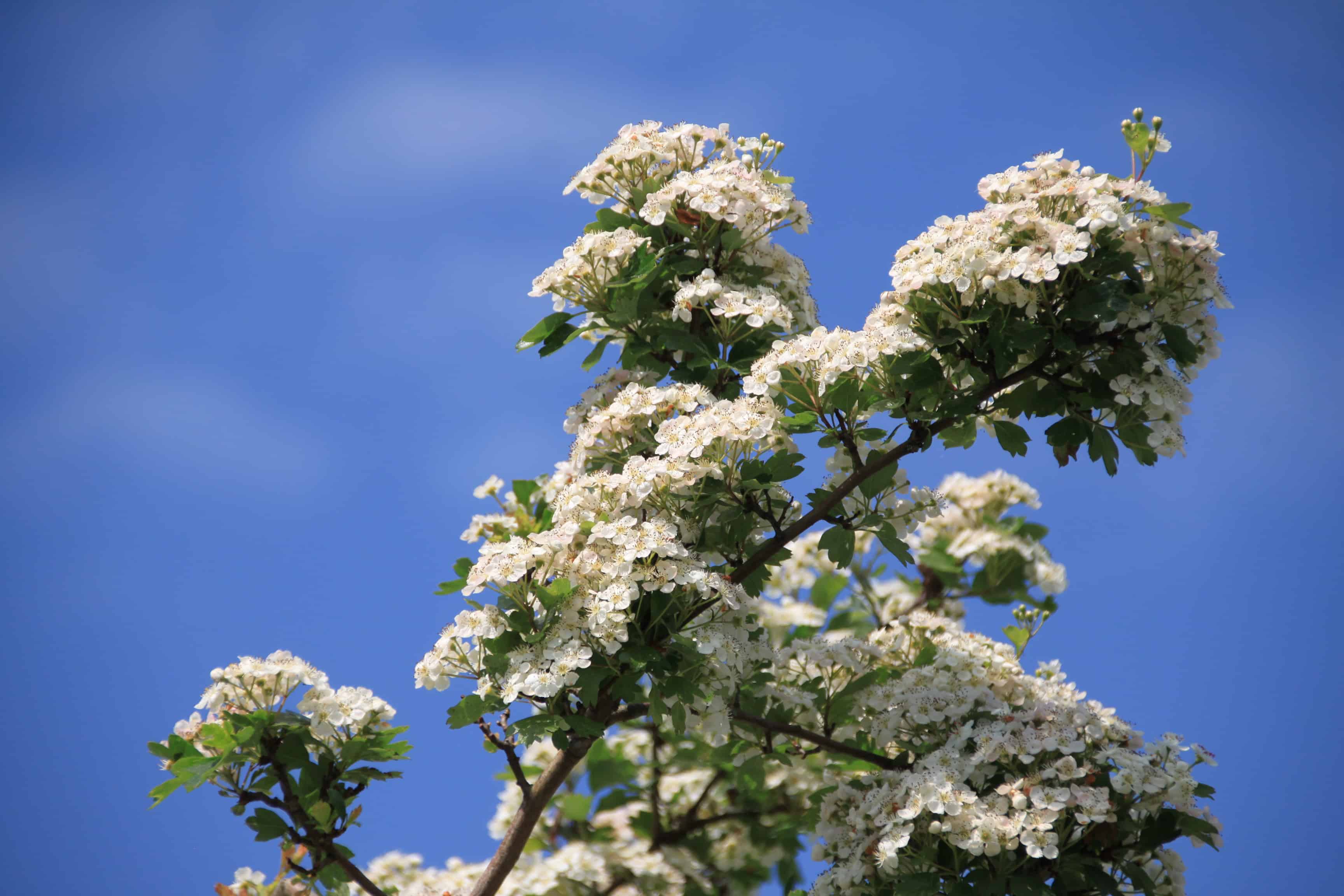 Hawthorn — FOTD Mar 12