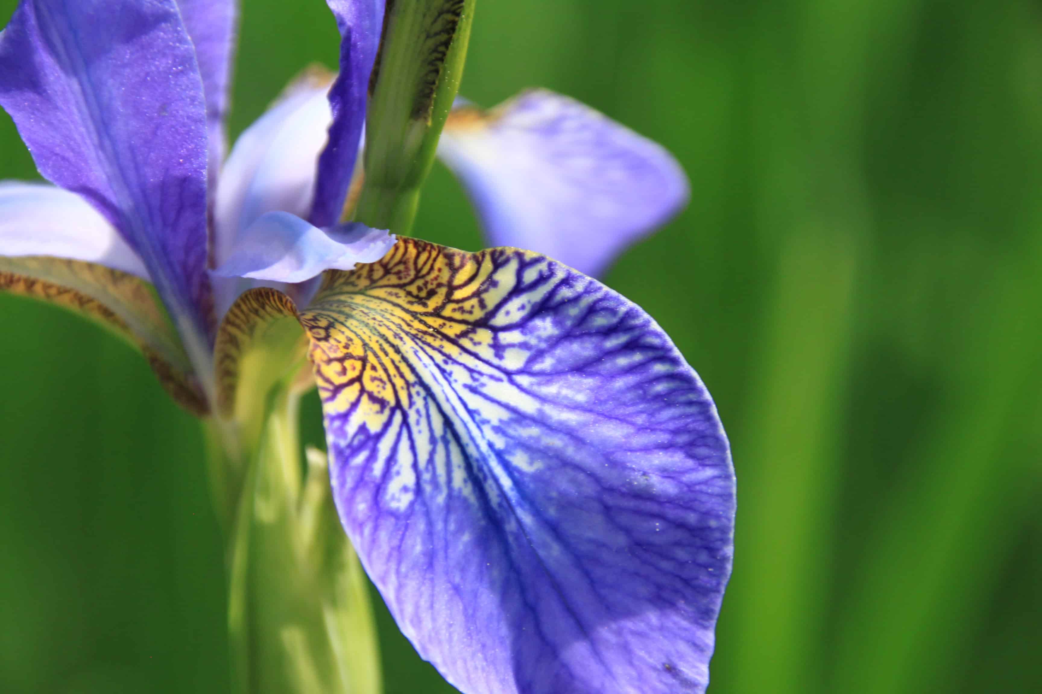 Blue Flag Iris — FOTD Mar 13