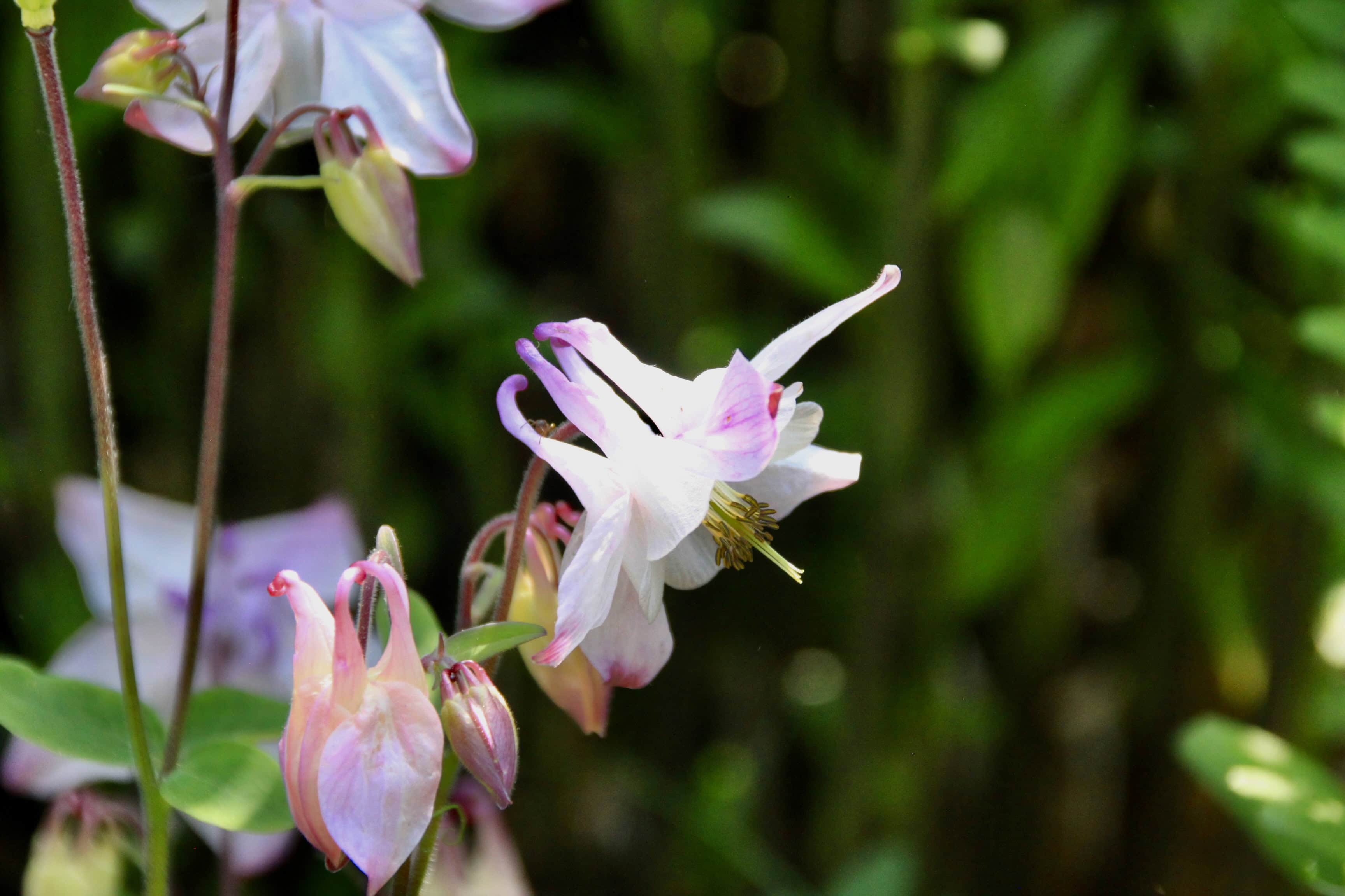 Columbine — FOTD Mar 14