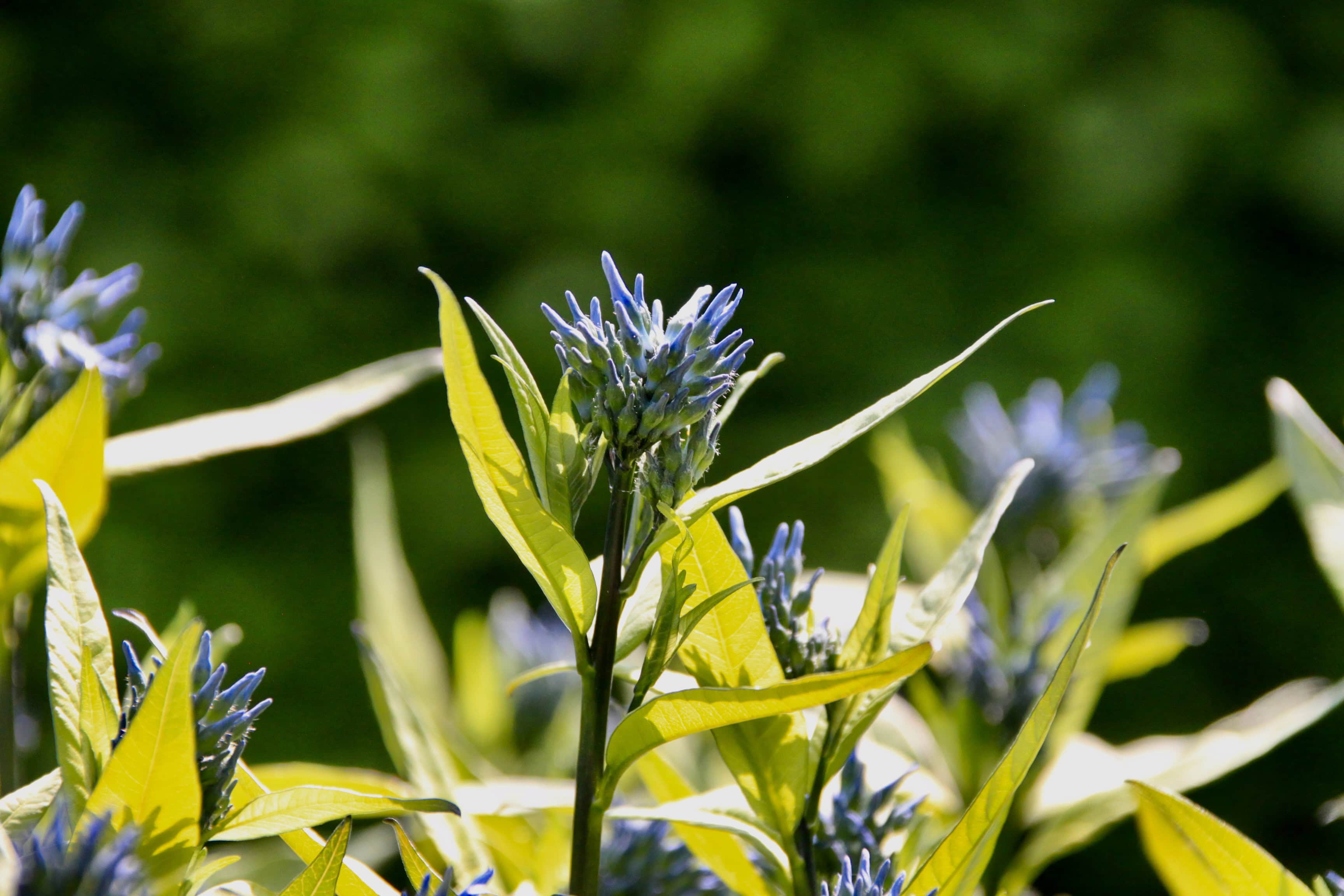 Eastern Blue Star — FOTD Mar 15