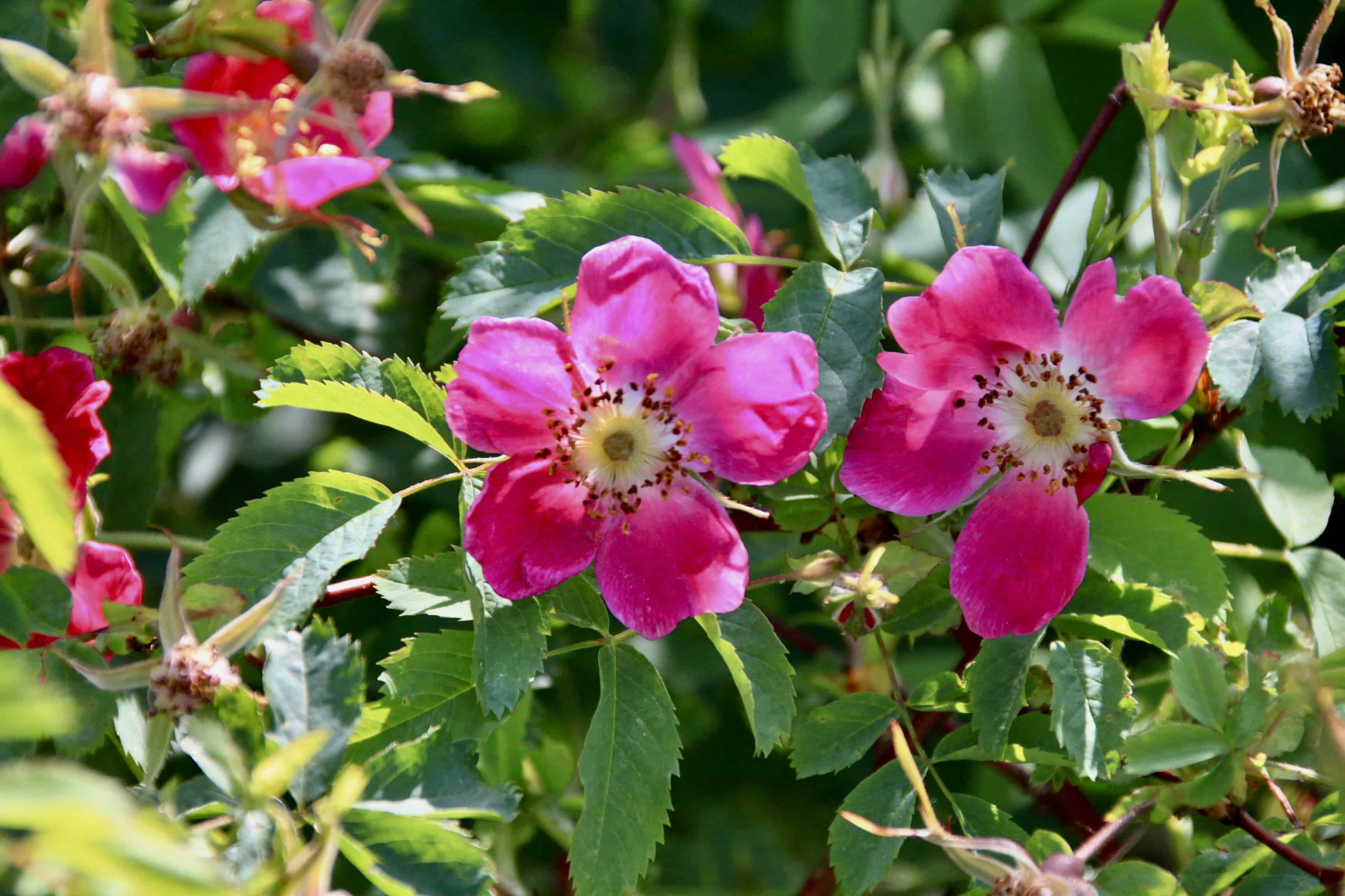 Roses — FOTD Mar 26