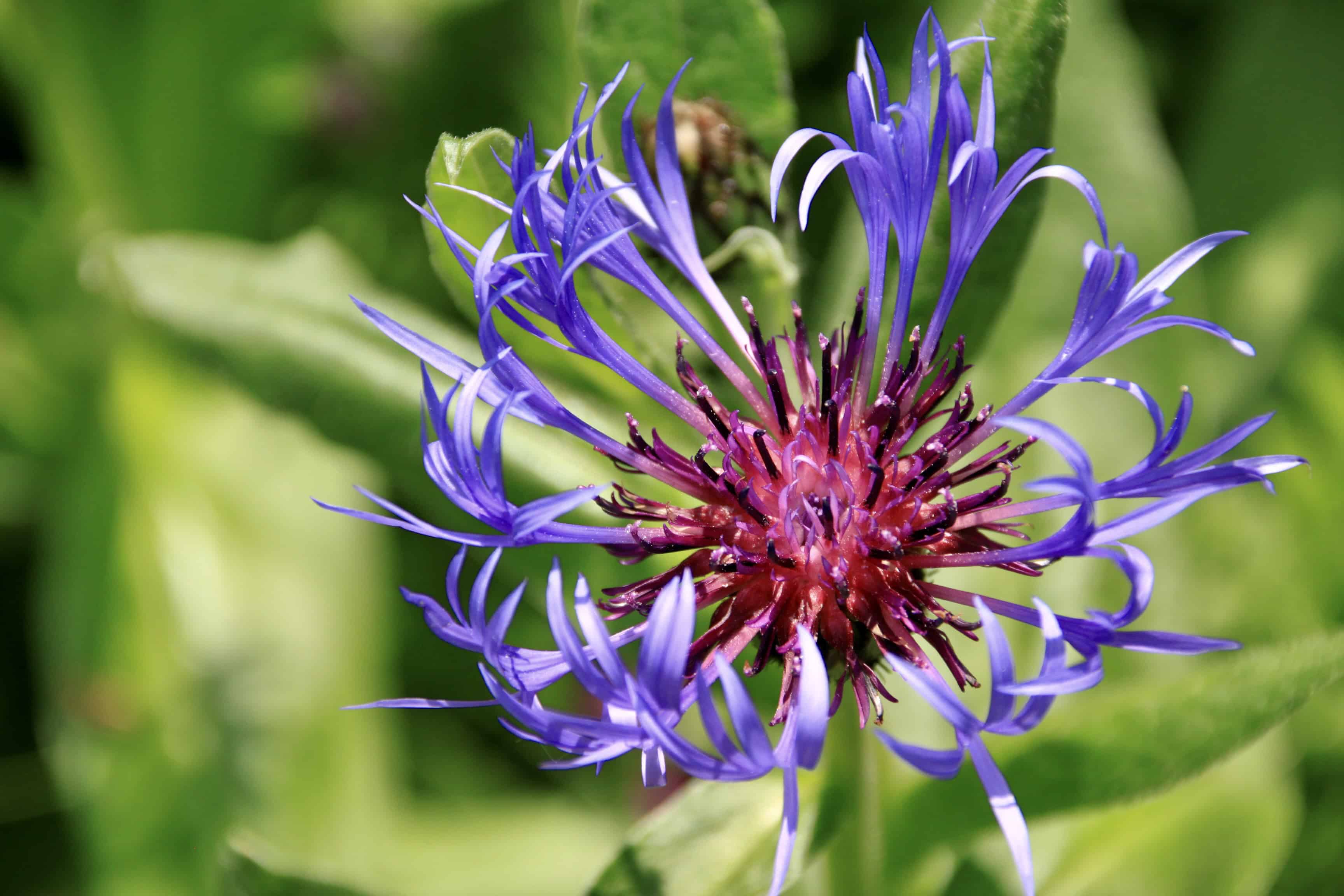 Cornflower — FOTD Mar 18